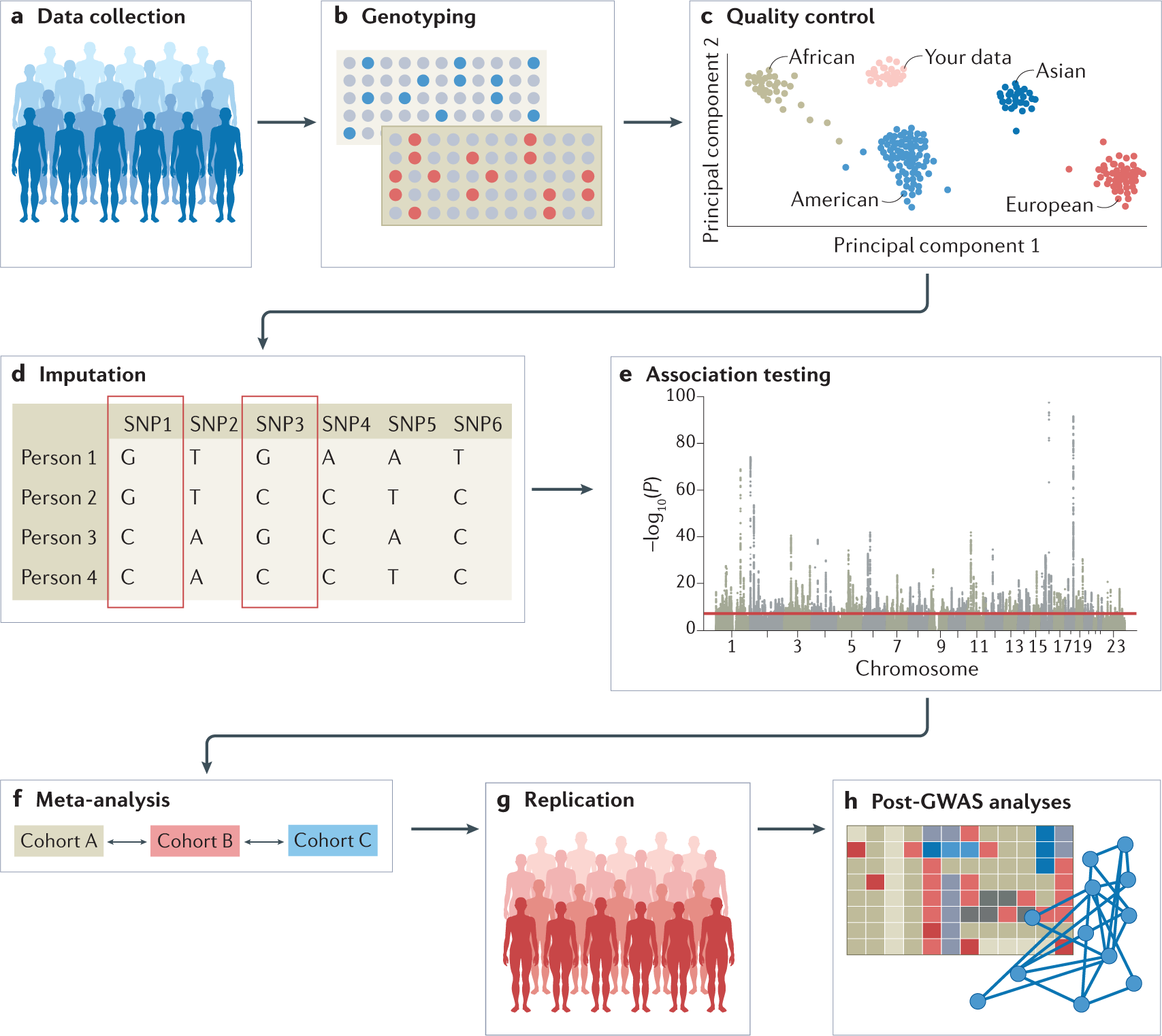 Genome-wide association studies | Nature Reviews Methods Primers