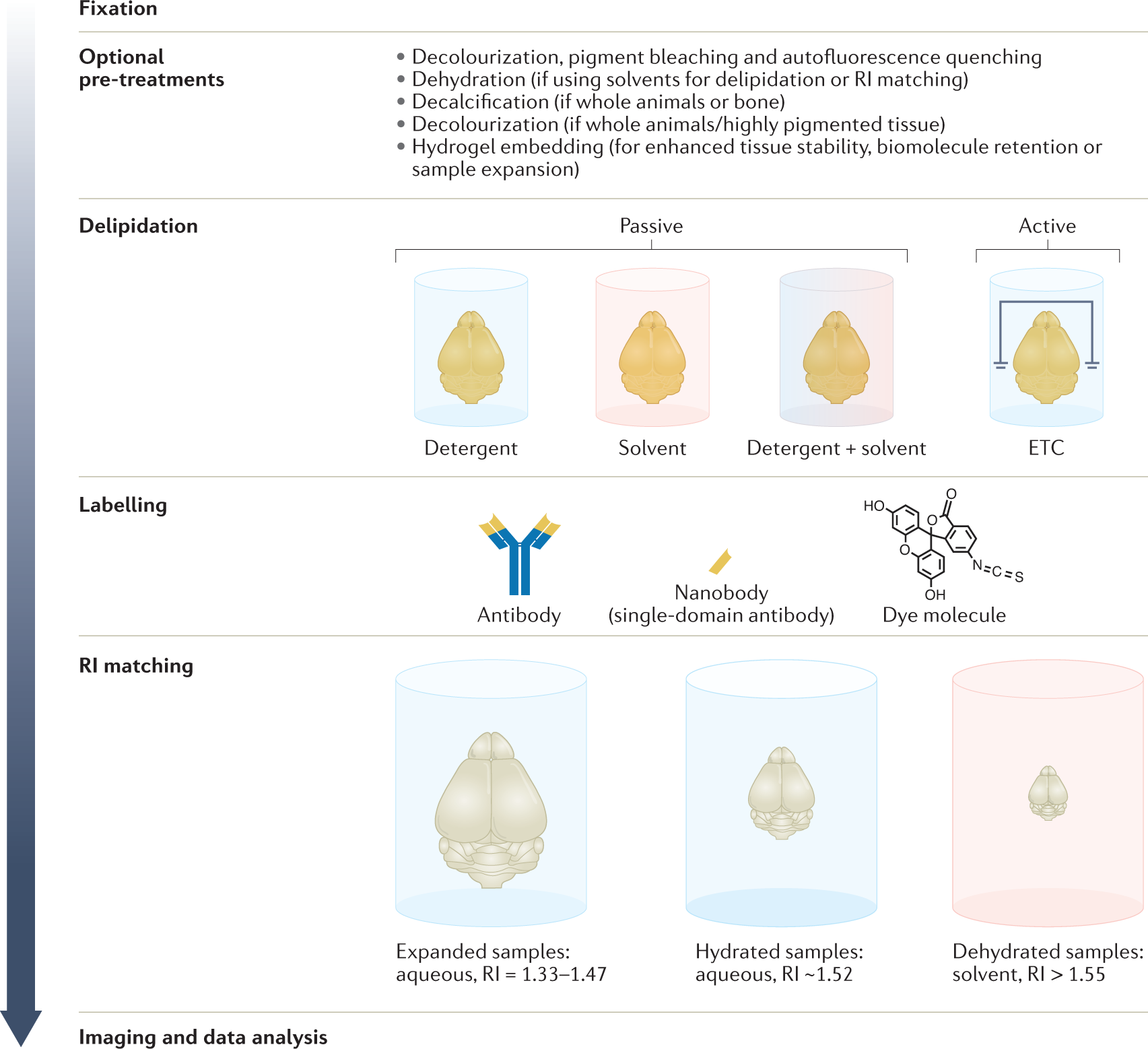 Tissue clearing  Nature Reviews Methods Primers