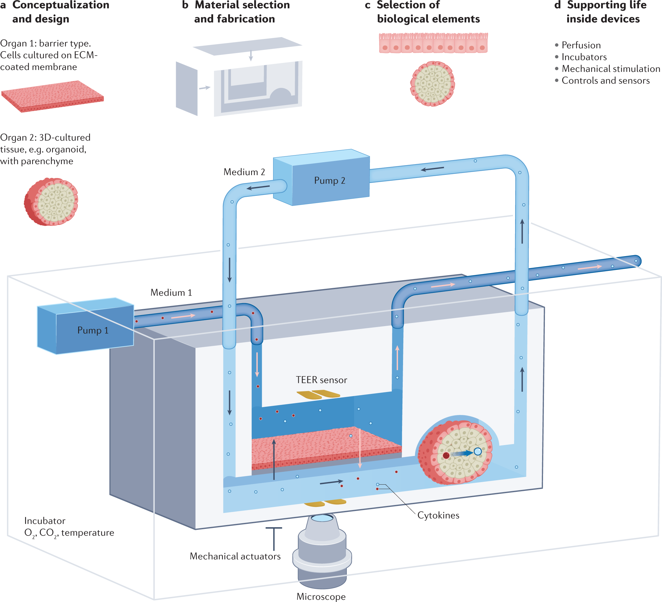 A guide to the organ-on-a-chip | Nature Reviews Methods Primers