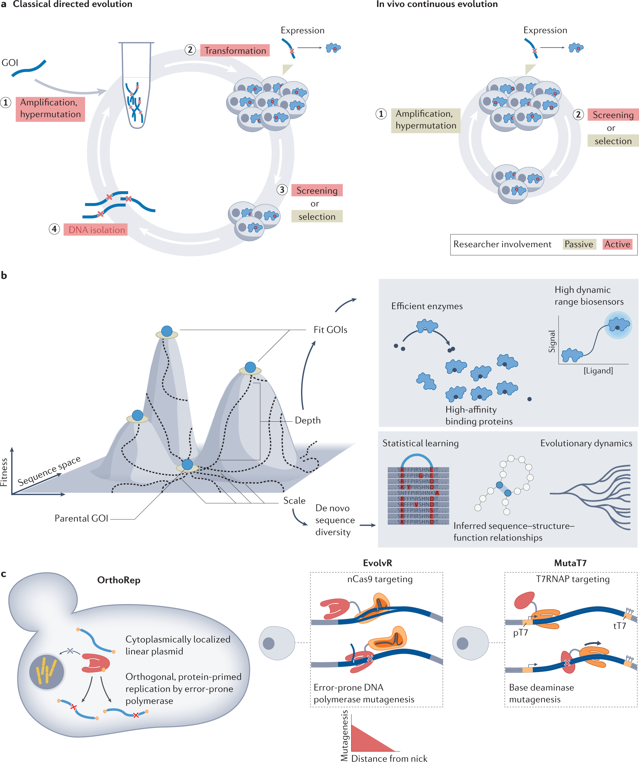 In vivo hypermutation and continuous evolution | Nature Reviews Methods  Primers