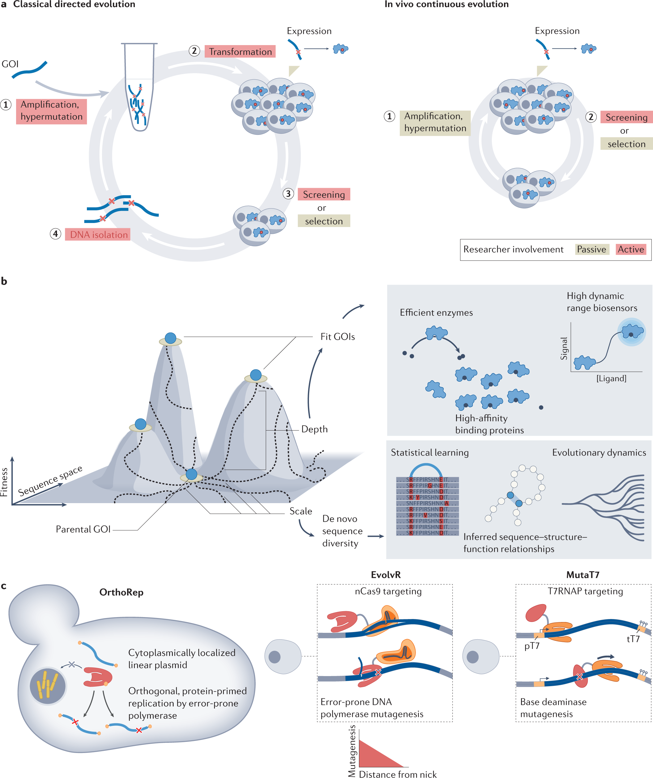 In vivo experiments) The methods of the in vivo experiment schedule.