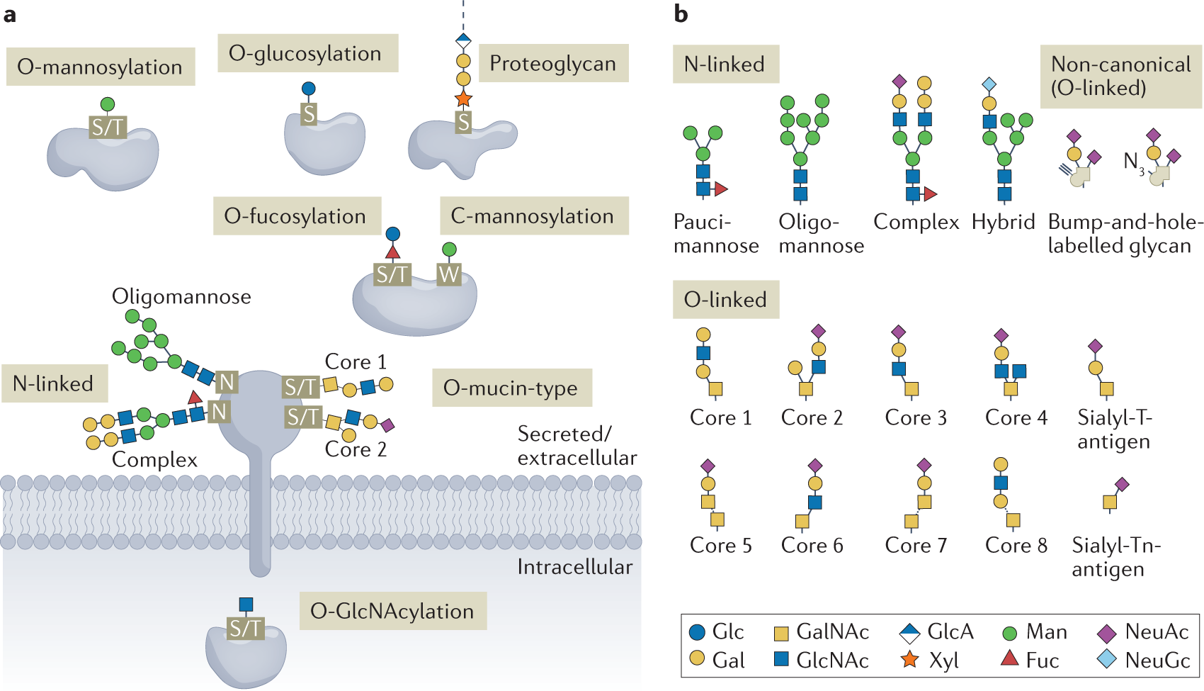 Glycoproteomics  Nature Reviews Methods Primers