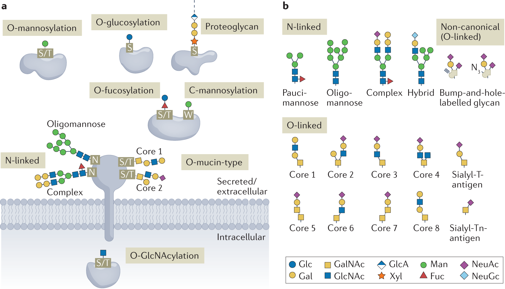 Big-Data Glycomics: Tools to Connect Glycan Biosynthesis to Extracellular  Communication: Trends in Biochemical Sciences