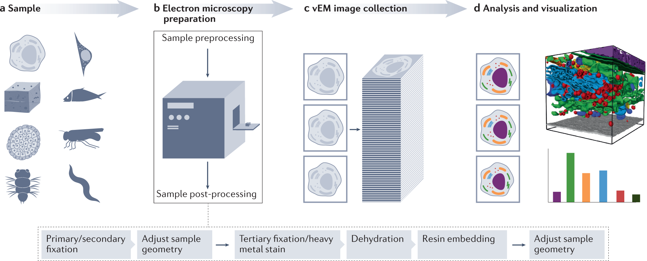 Microscopy Research and Technique, Microscopy Journal