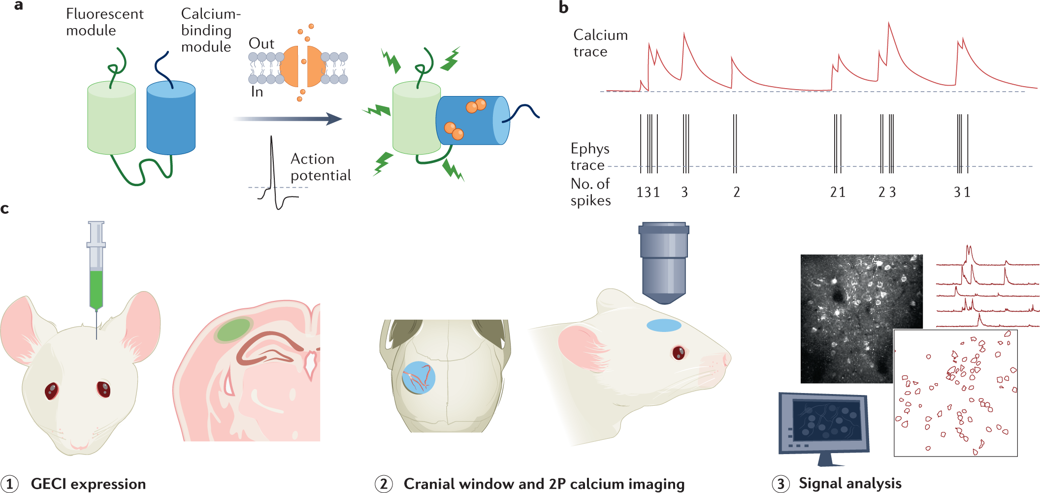 Two-photon calcium imaging of neuronal activity