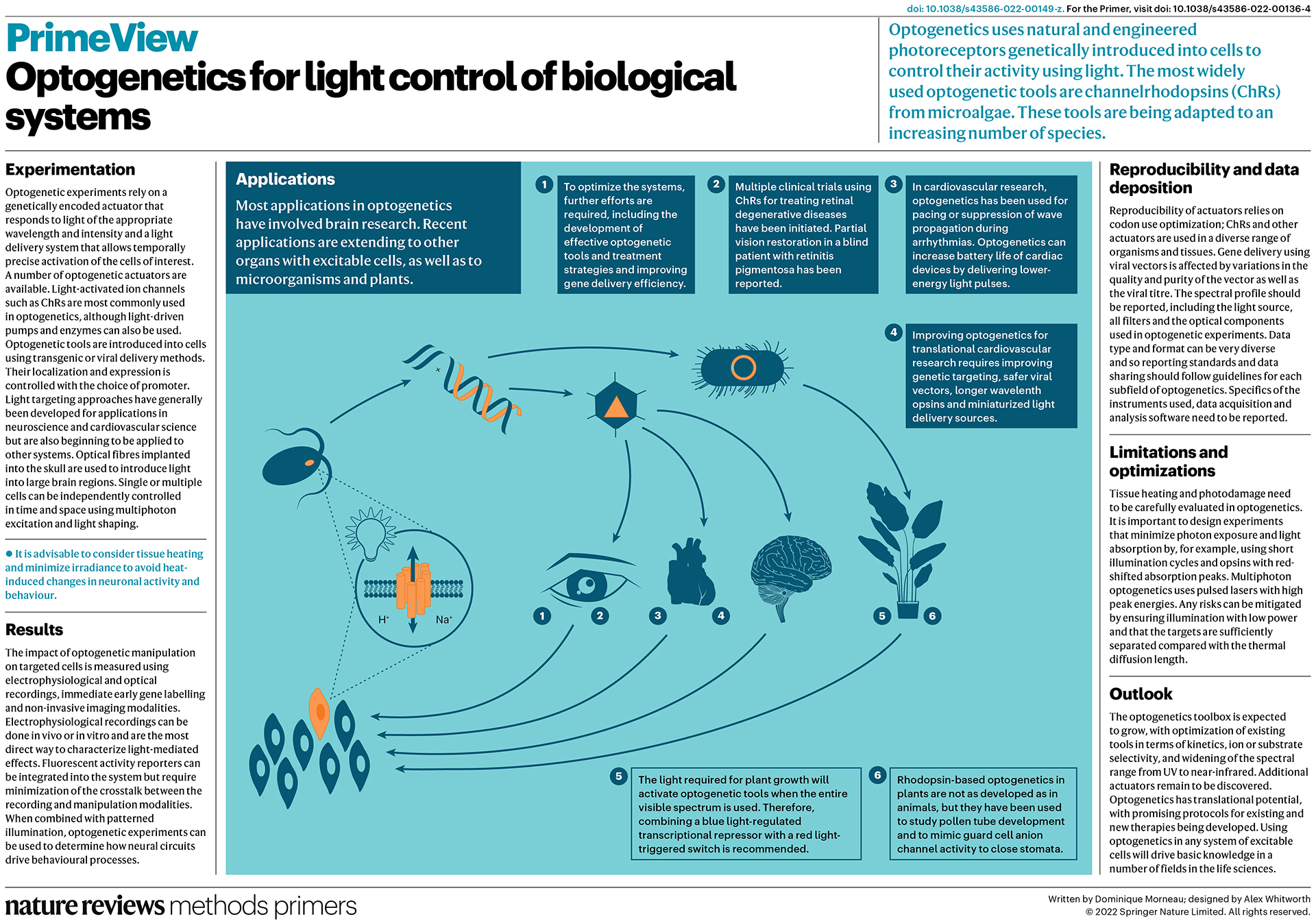 Optogenetics for light control of biological systems | Nature 