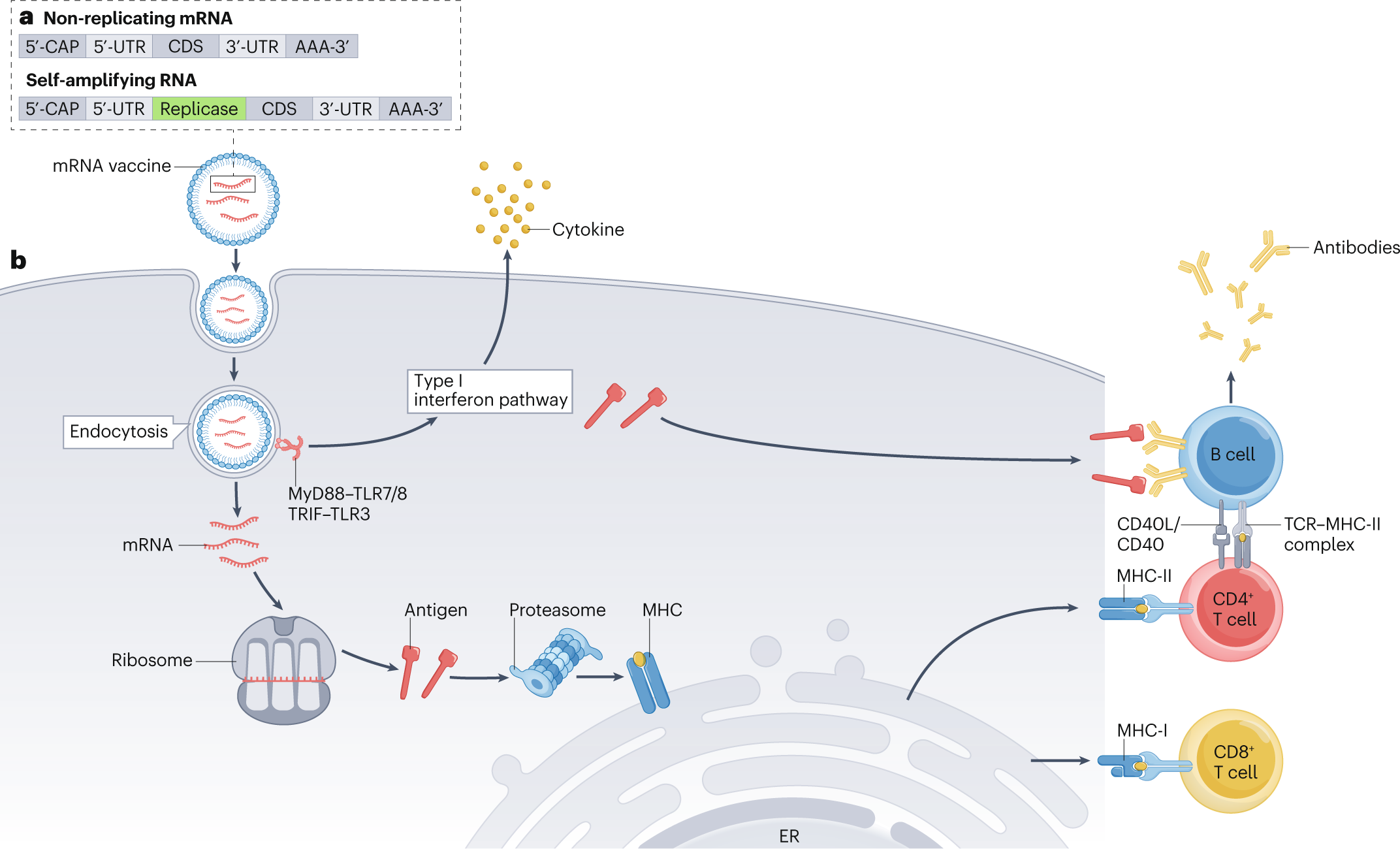 China’s Race to Scale Personalized Cancer Vaccines