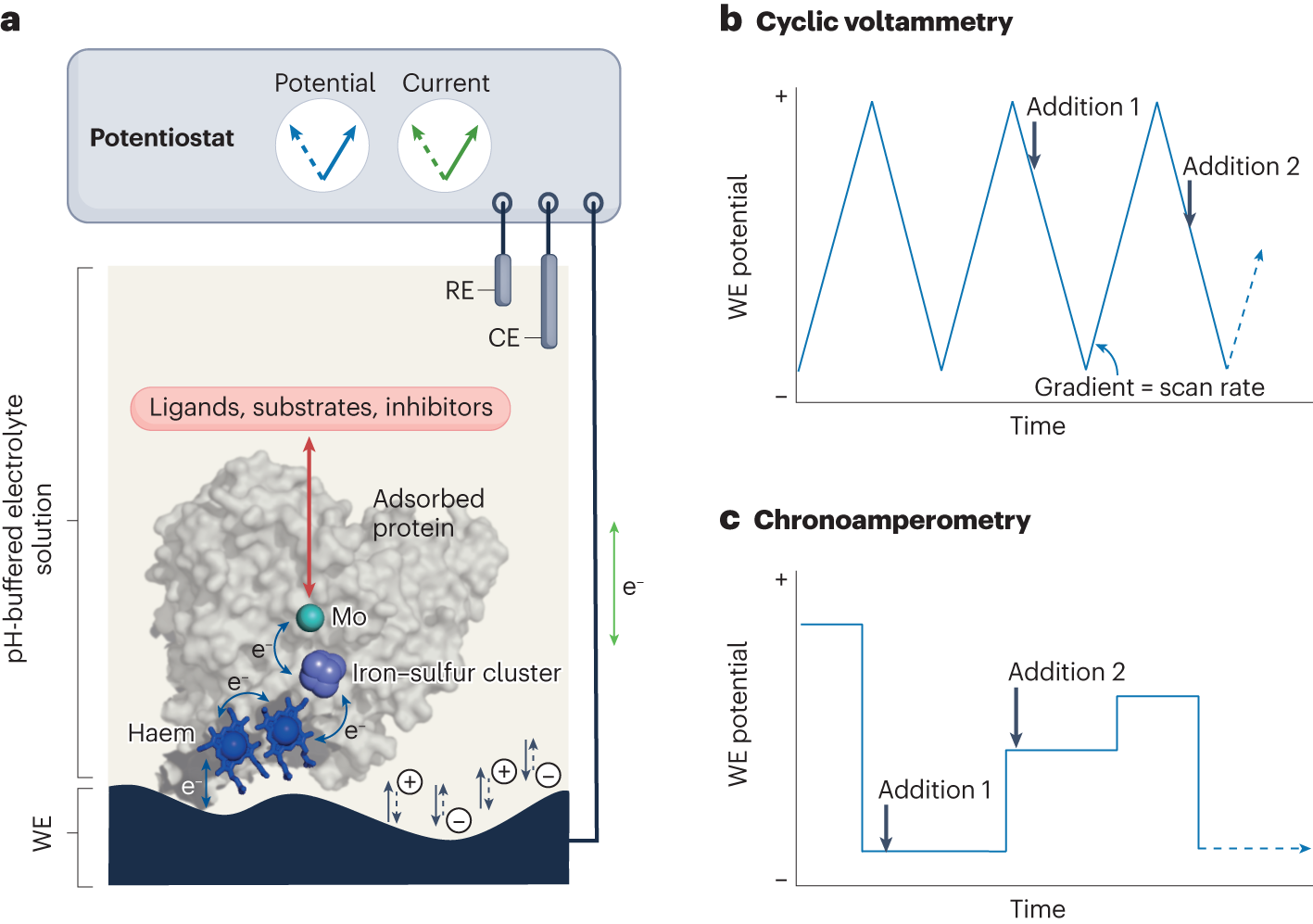 Protein film electrochemistry | Nature Reviews Methods Primers