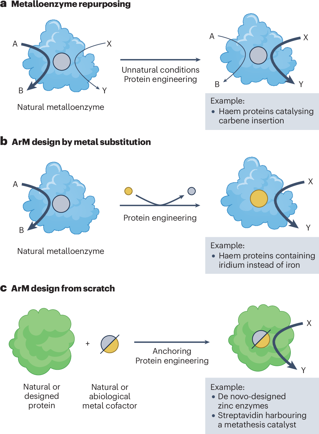 Artificial metalloenzymes