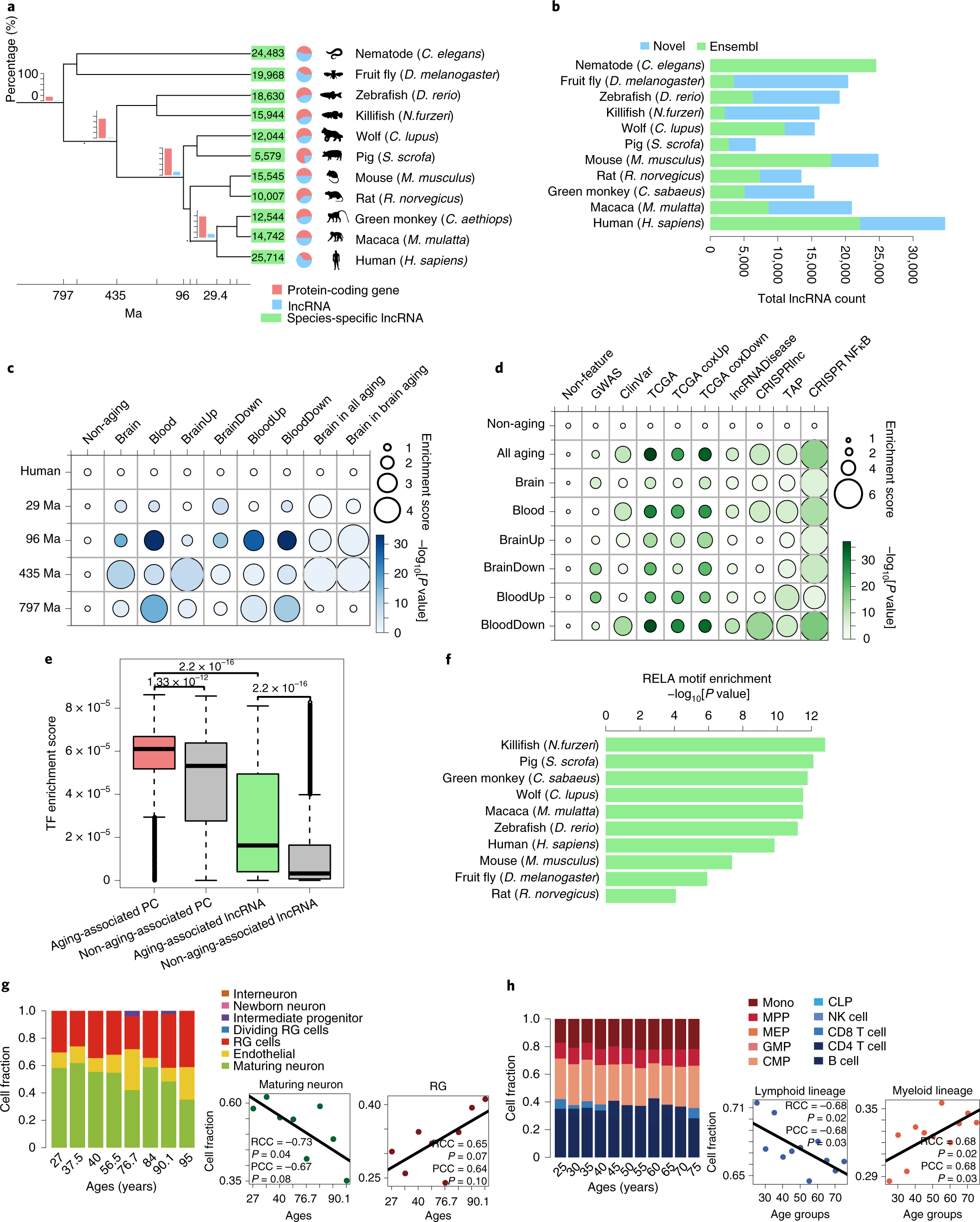 Aging-associated lncRNAs are evolutionarily conserved and participate in  NFκB signaling | Nature Aging