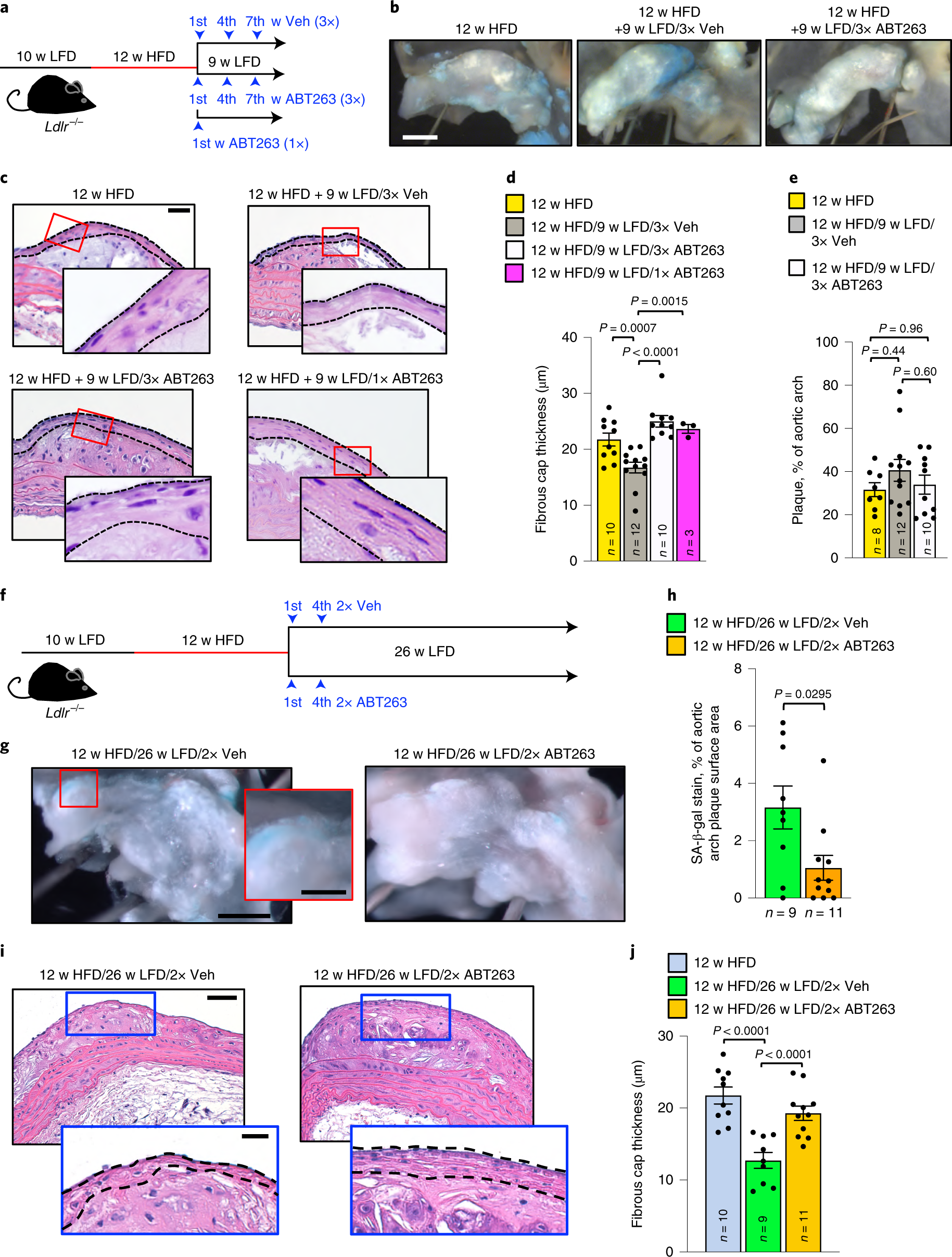 Senescent cells suppress innate smooth muscle cell repair functions in atherosclerosis