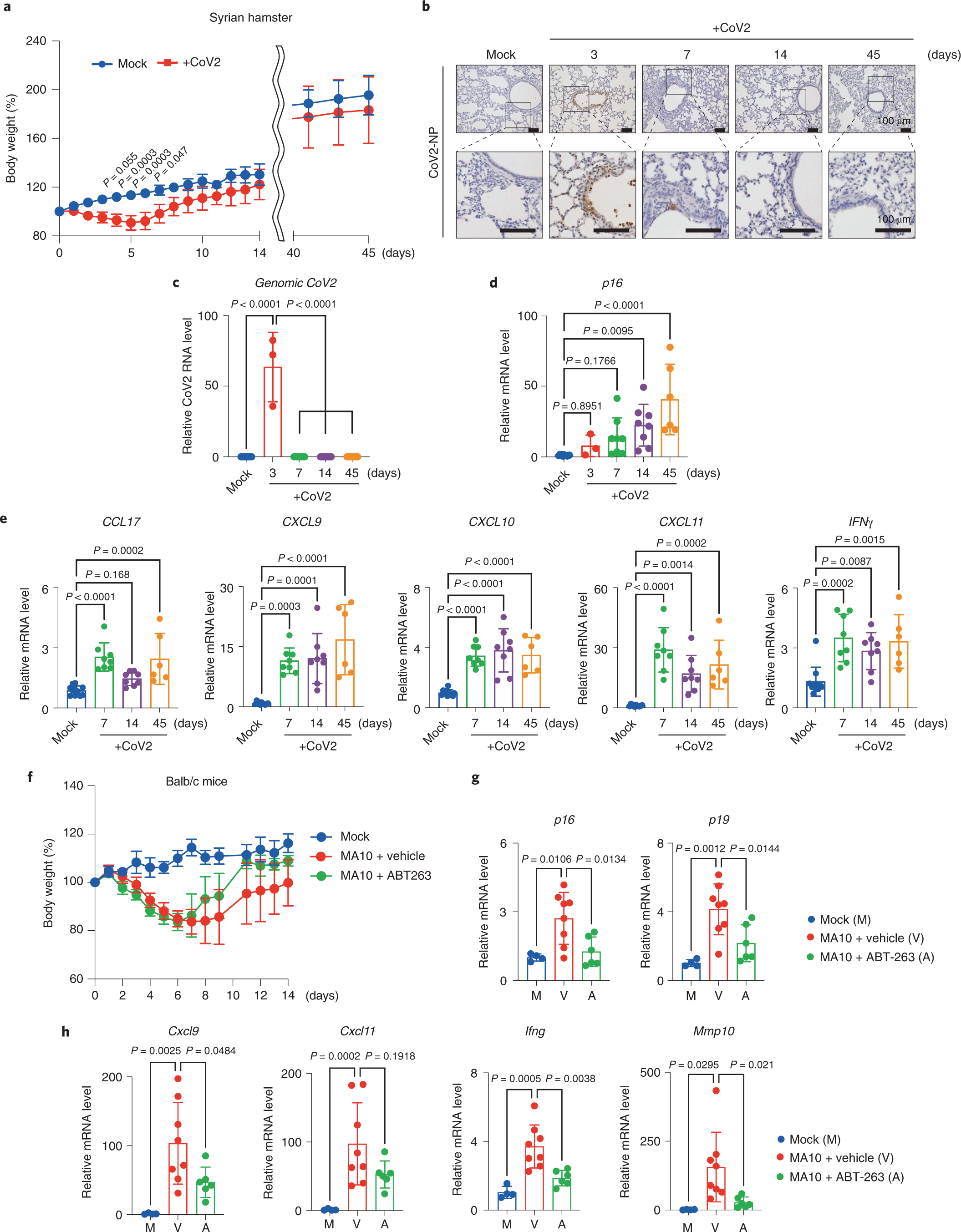 Fig. 4: SARS-CoV-2 infection causes a senescence-associated inflammatory response.