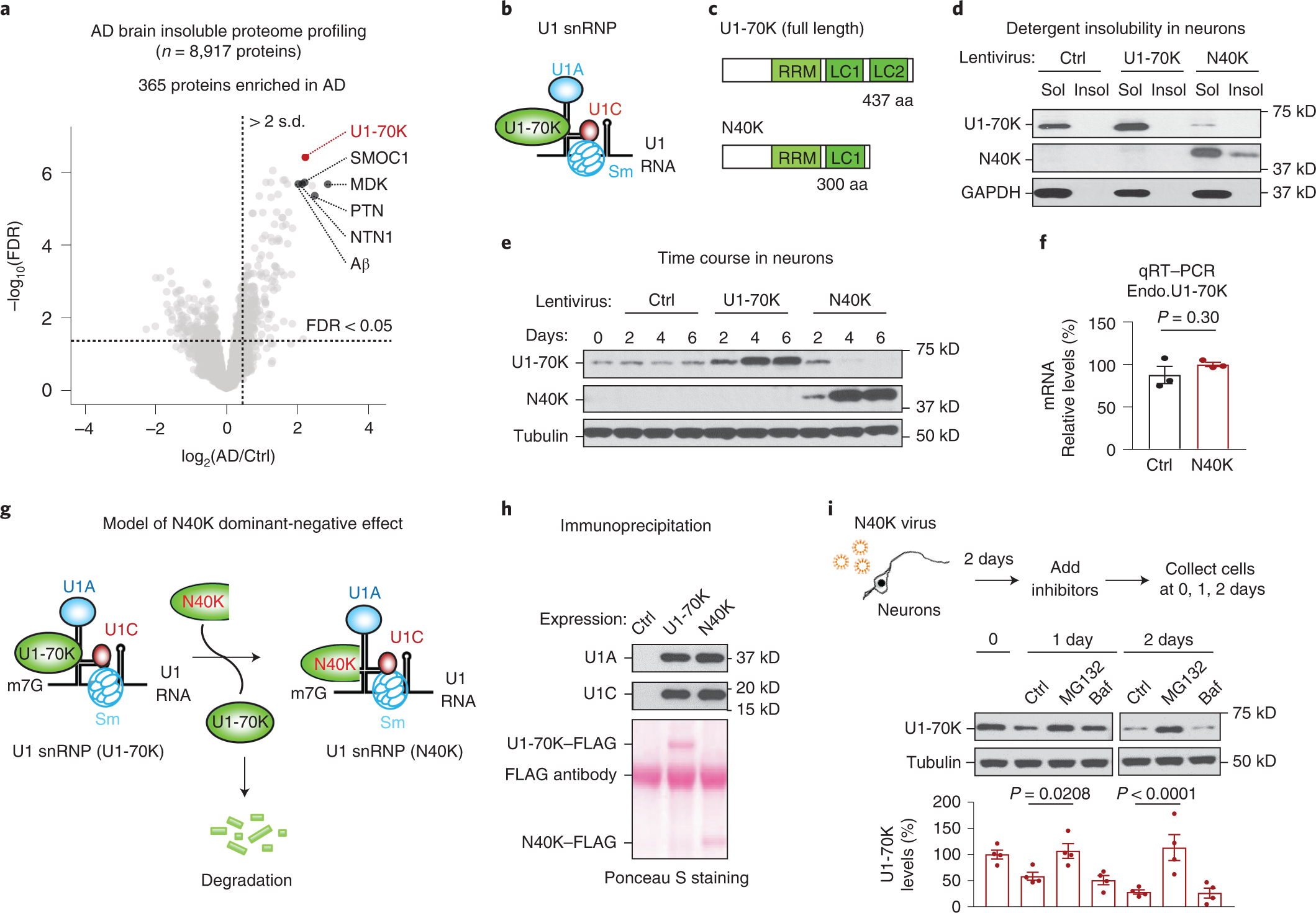 Alzheimer's disease-associated U1 snRNP splicing dysfunction causes  neuronal hyperexcitability and cognitive impairment | Nature Aging