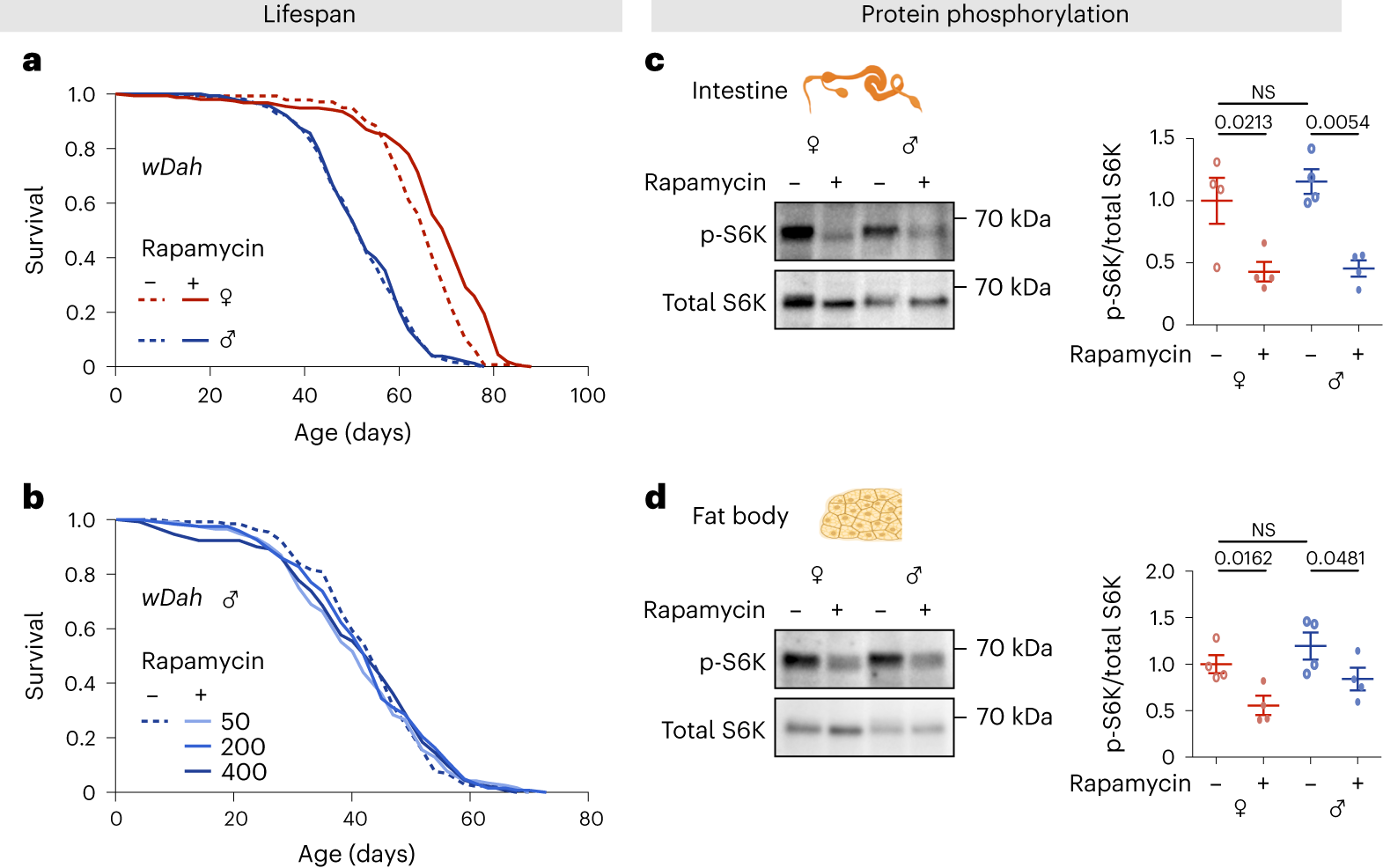 Sexual identity of enterocytes regulates autophagy to determine intestinal health, lifespan and responses to rapamycin Nature Aging