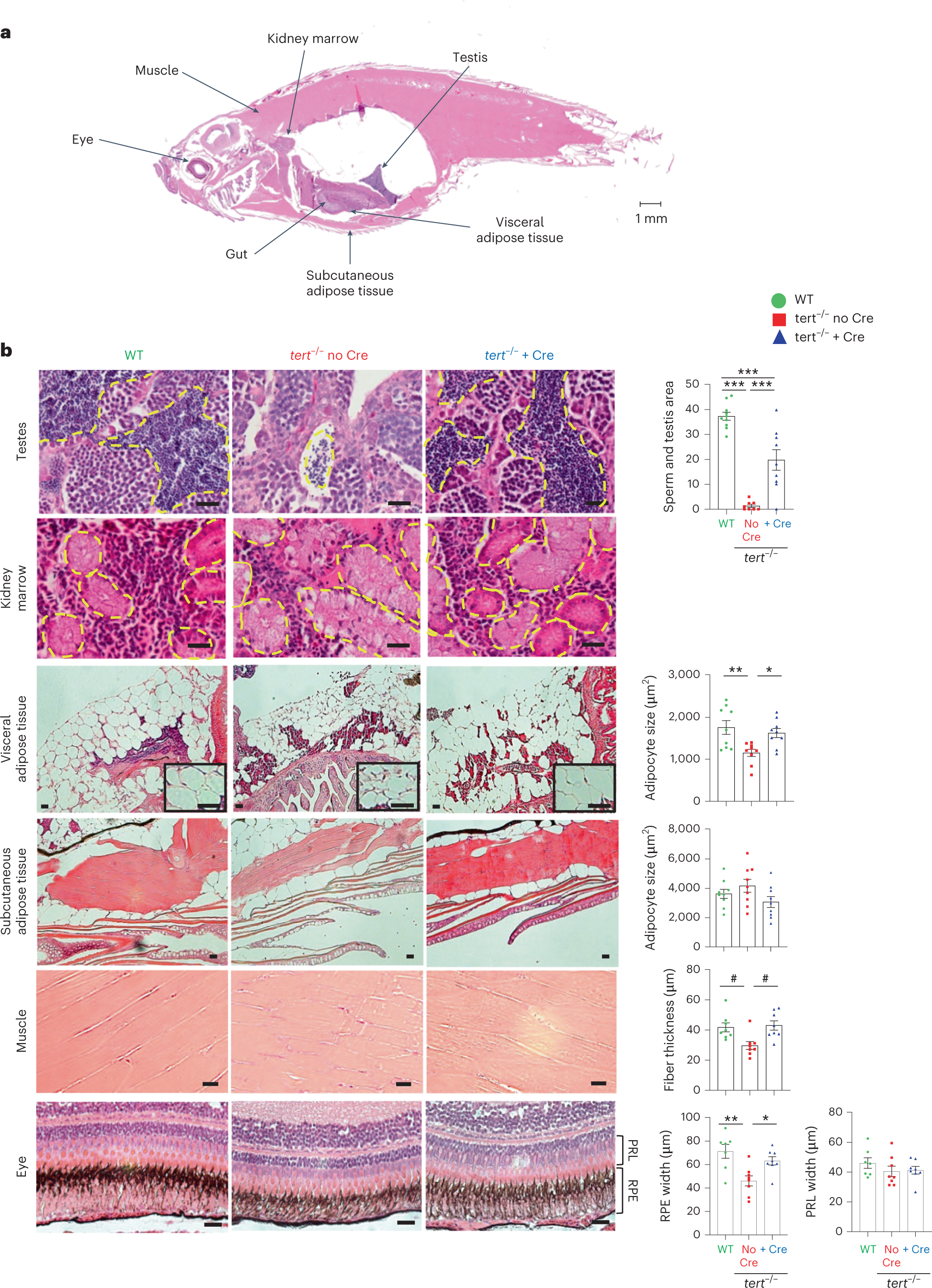 Fig. 4: Gut-specific tert expression rescues systemic tissue degeneration.