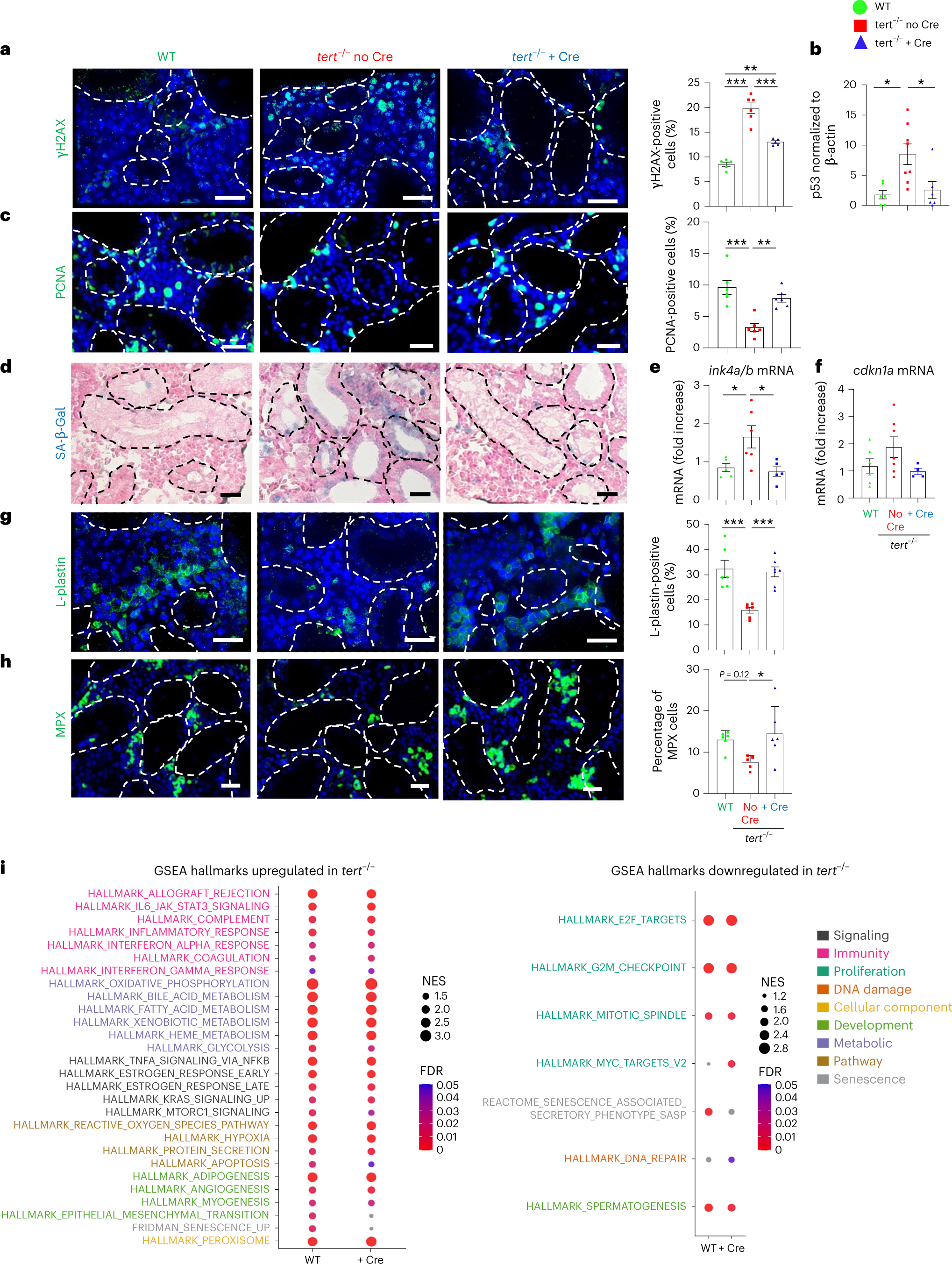 Fig. 6: Gut-specific tert expression rescues aging of the hematopoietic system (kidney marrow).