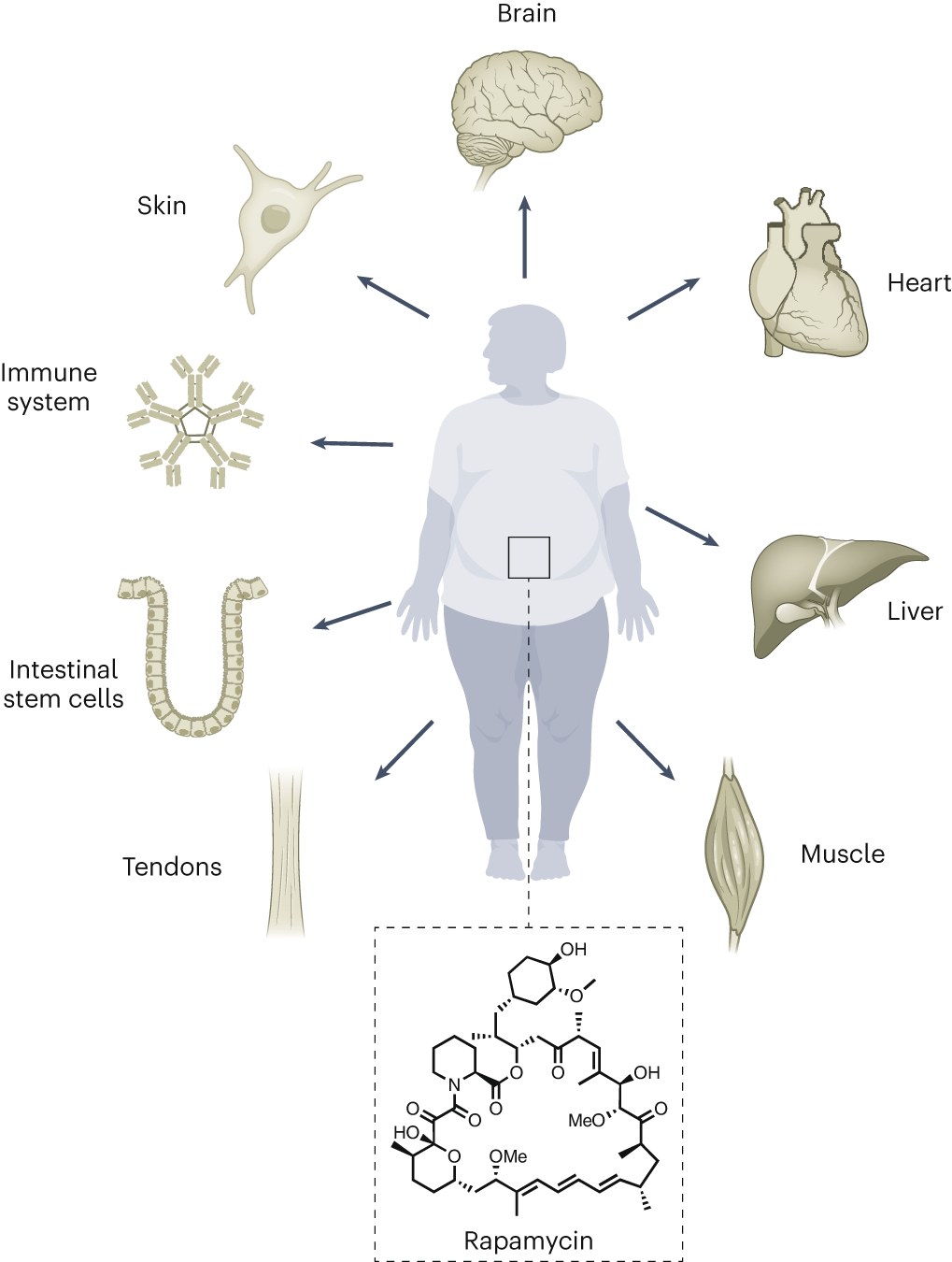 Unexpected” – Scientists Discover an Anti-Aging Mechanism