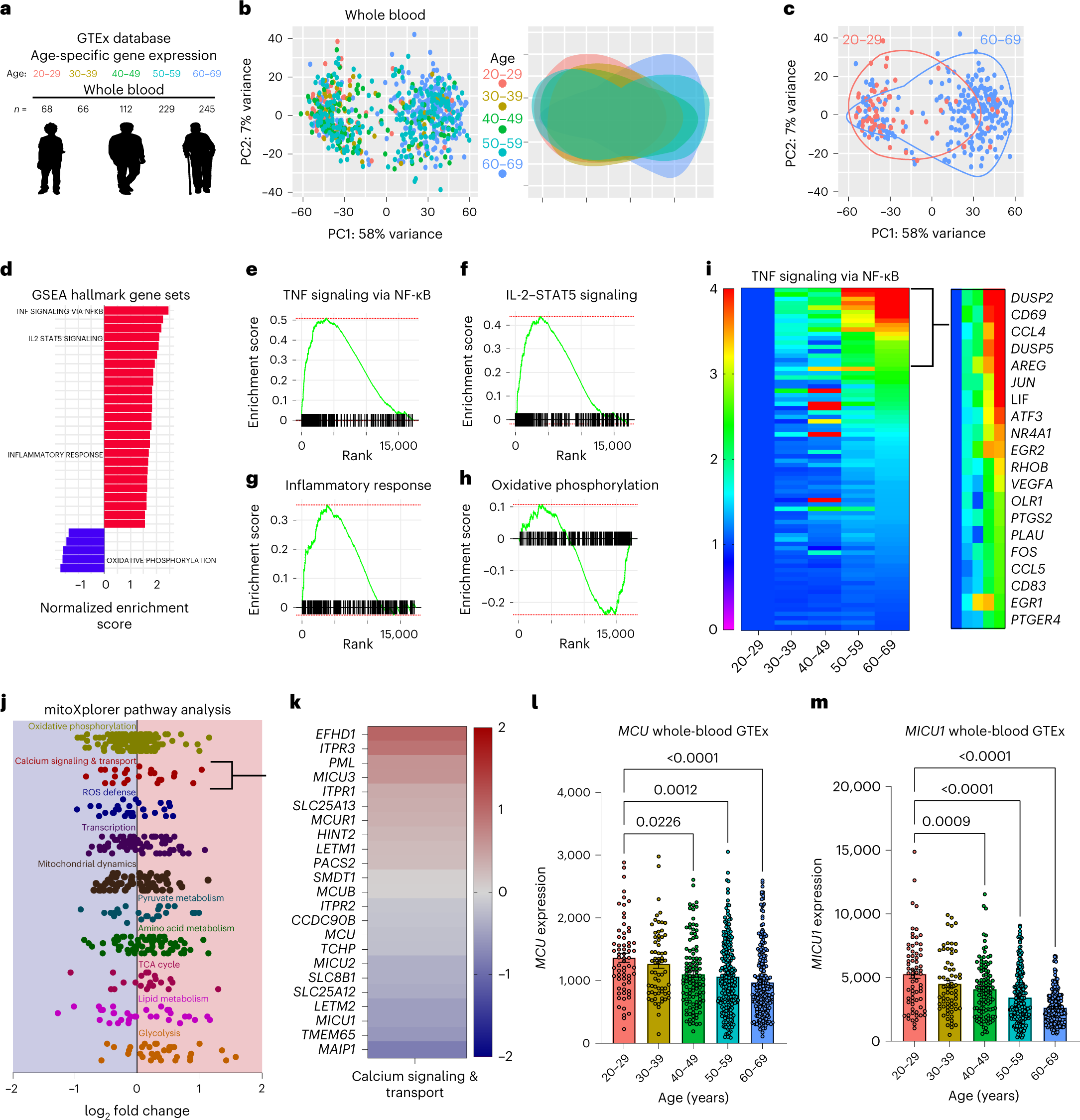 Reduced mitochondrial calcium uptake in macrophages is a major driver of inflammaging Nature Aging picture pic