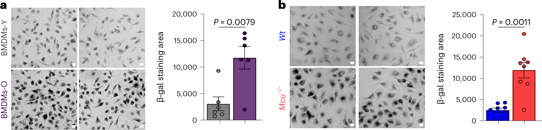 Fig. 4: BMDMs-O and young Mcu−/− macrophages show signatures of senescence.
