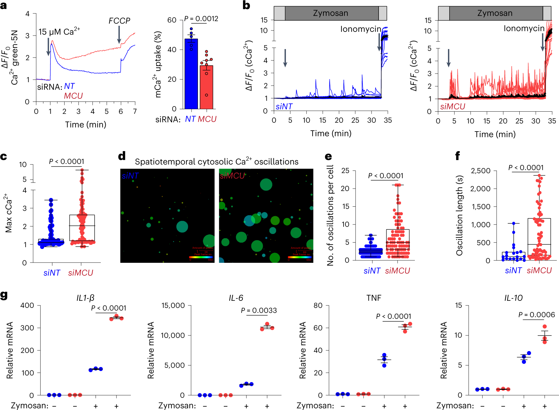 Fig. 8: siRNA-mediated depletion of MCU in human monocyte-derived macrophages renders them hyper-sensitive to inflammatory stimuli.