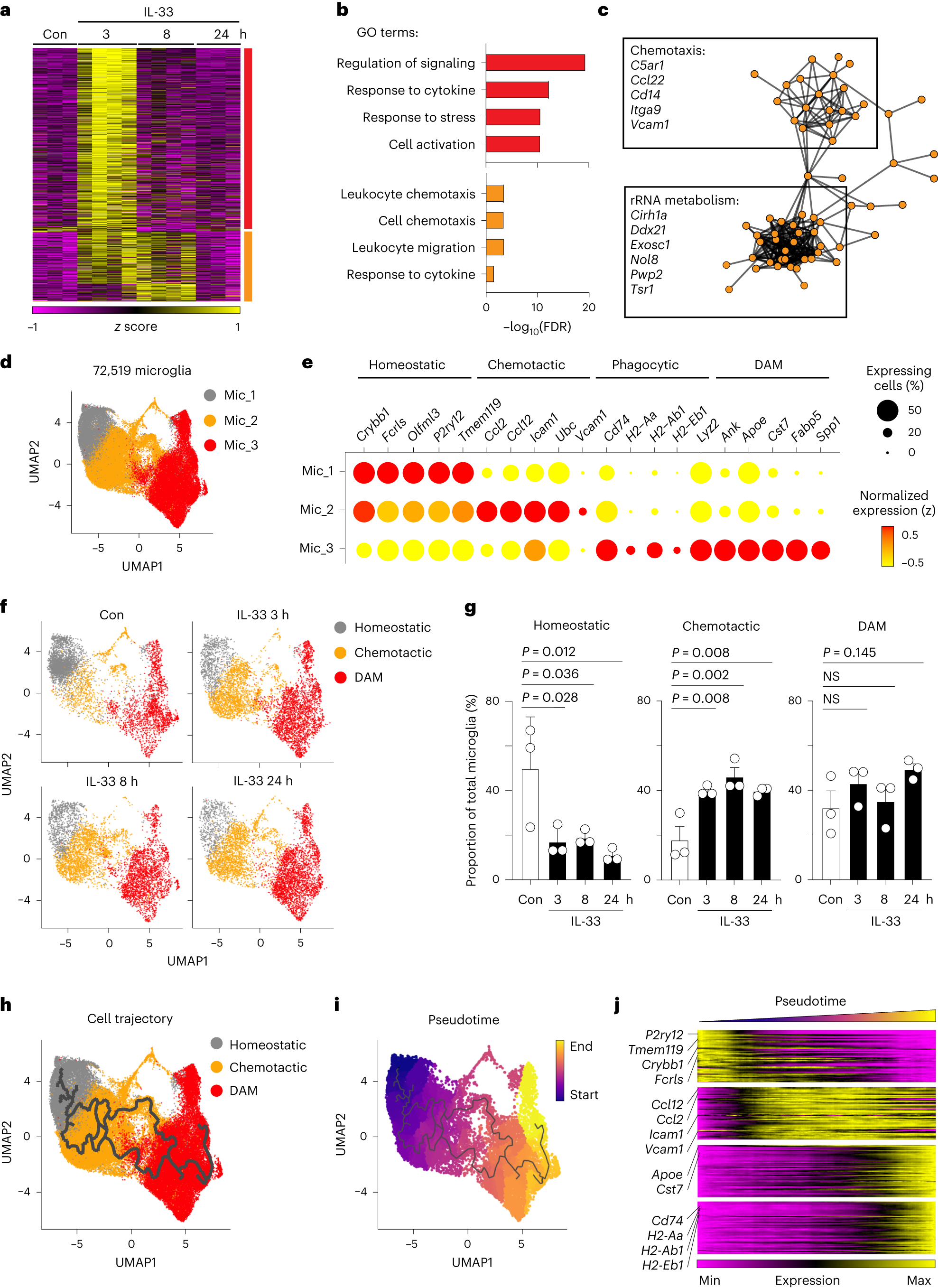 Fig. 1: IL-33-responsive microglia undergo stepwise transcriptomic reprogramming.