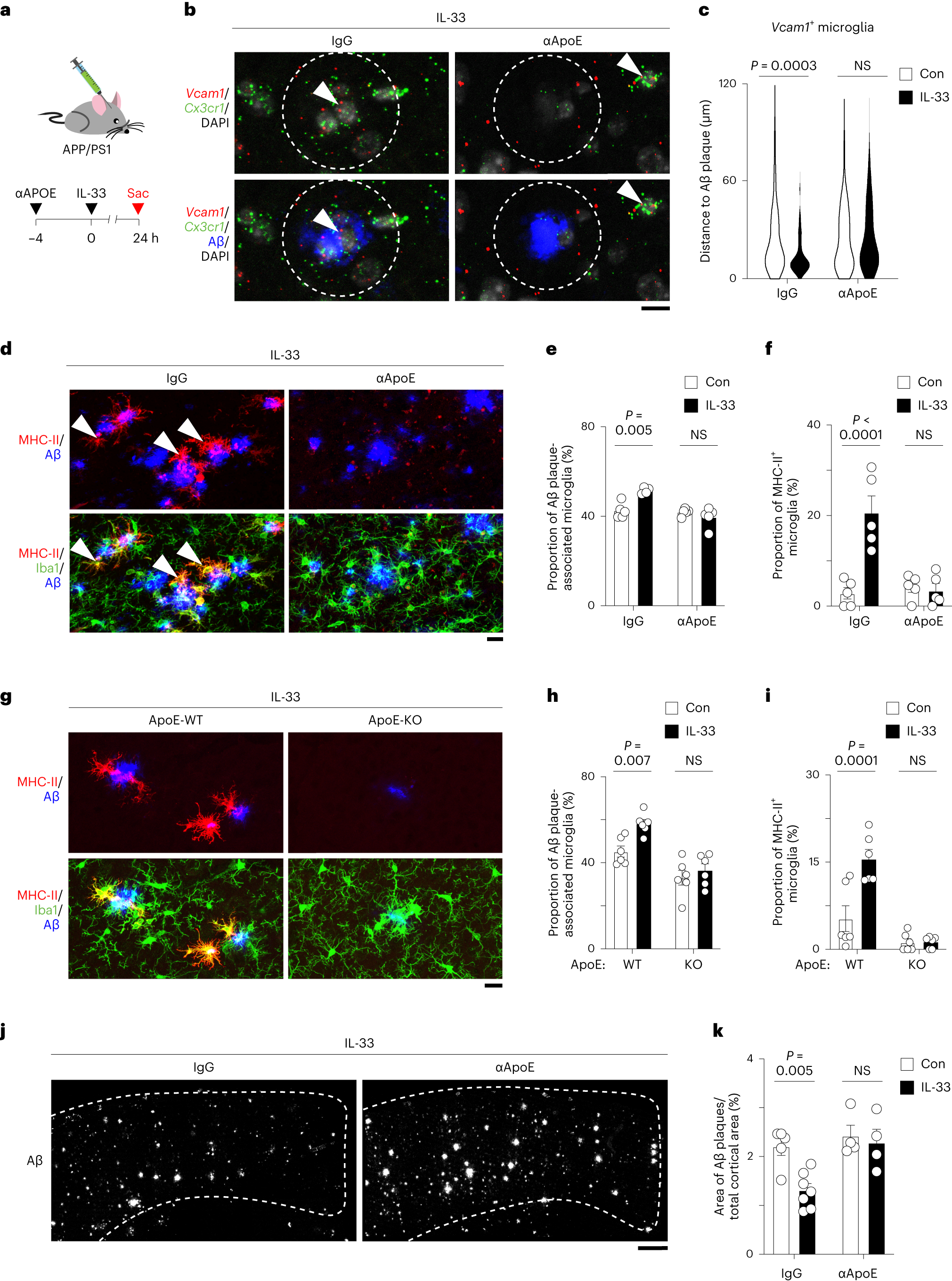 Fig. 5: VCAM1–ApoE interaction is critical for the Aβ chemotaxis of microglia and microglia-mediated Aβ clearance after IL-33 treatment.