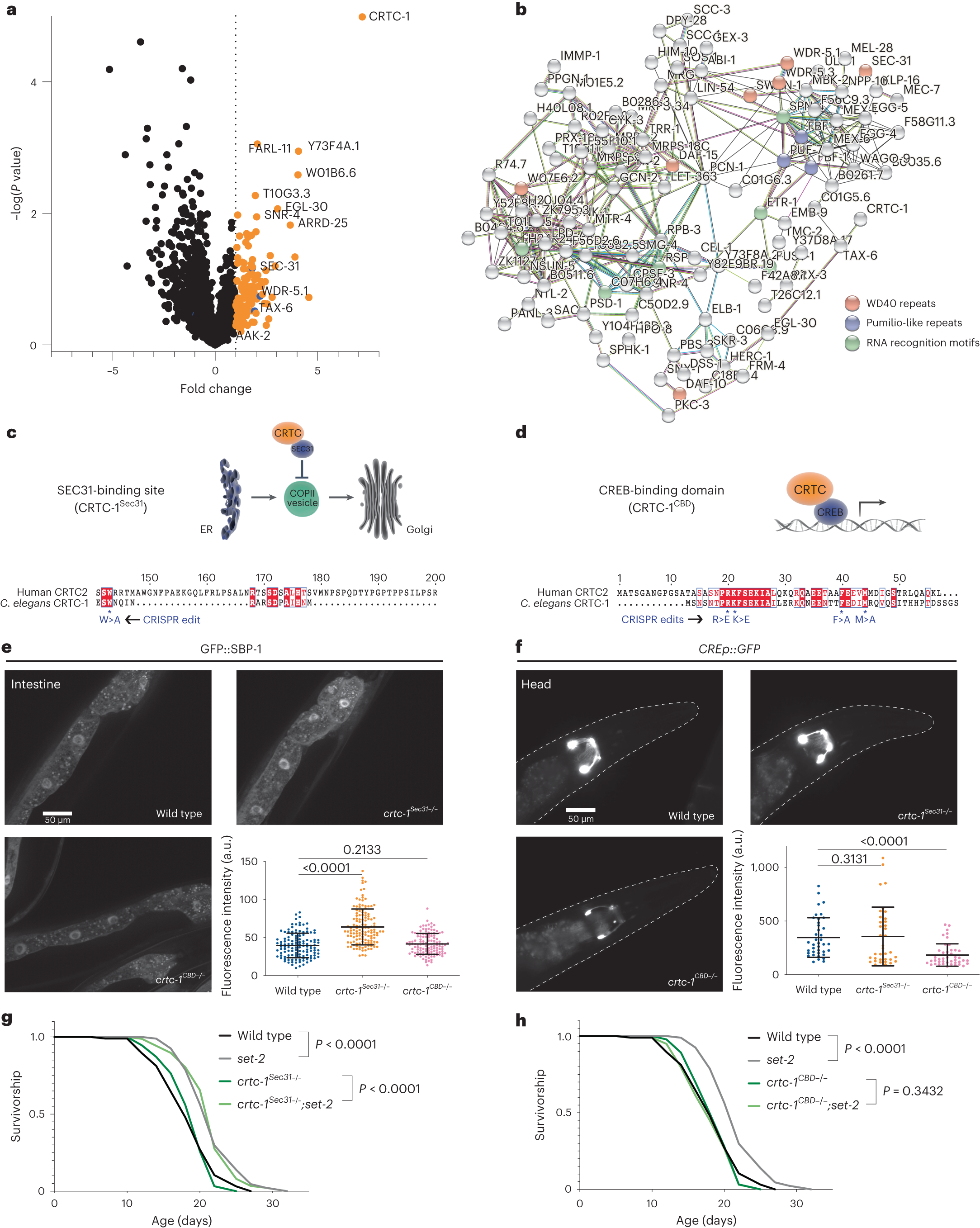 The CRTC-1 transcriptional domain is required for COMPASS complex-mediated  longevity in C. elegans | Nature Aging