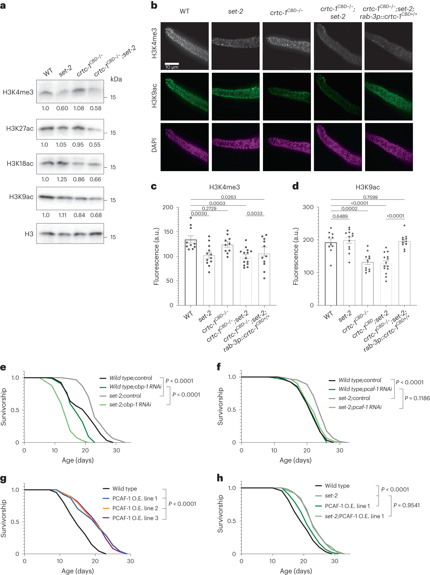 Fig. 4: CRTC-1CBD maintains histone acetylation levels, and these are necessary for lifespan extension.