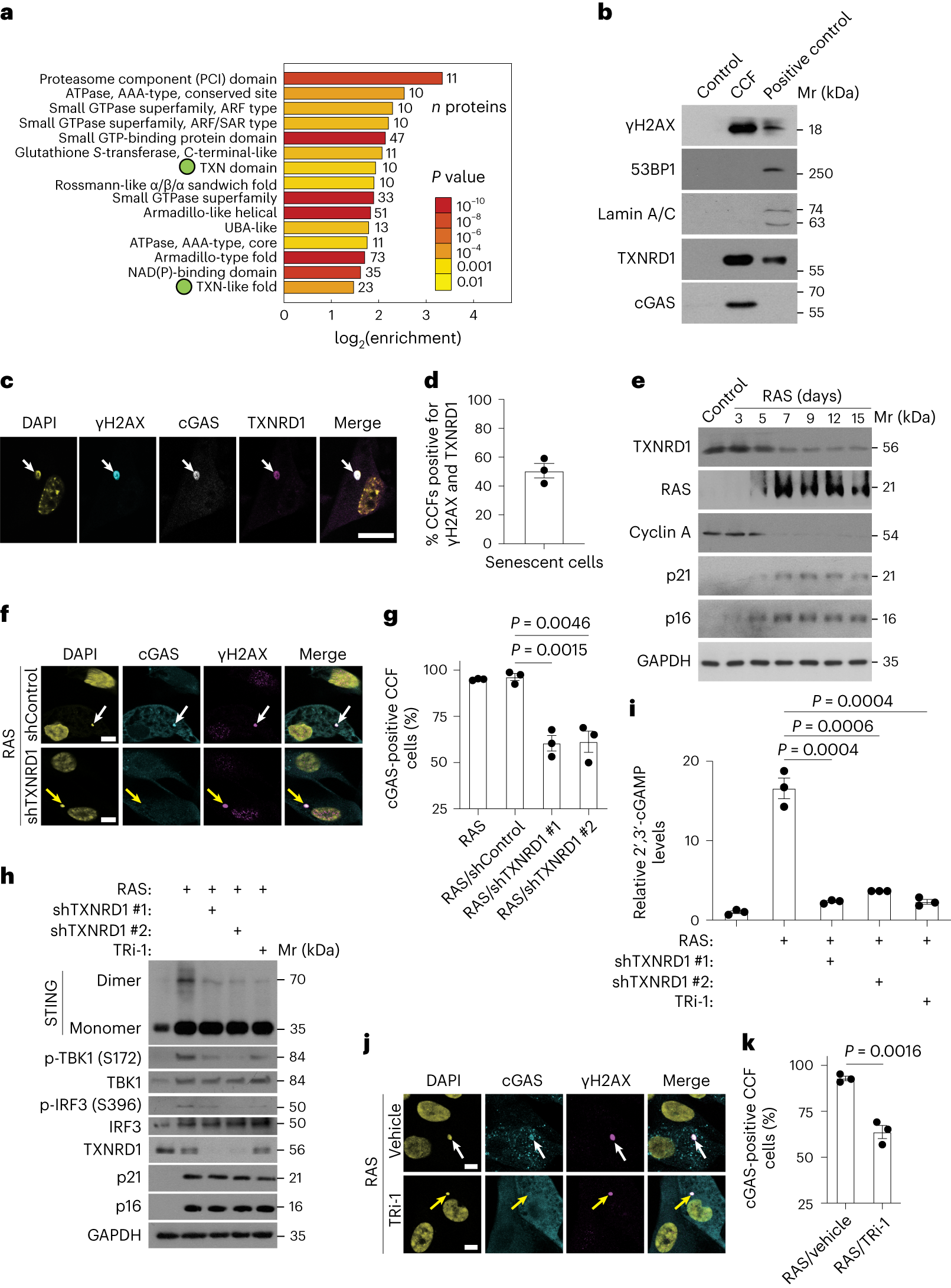 glutathione s transferase activator medchemexpress list TXNRD1 drives the innate immune response in senescent cells with implications for age-associated inflammation 여성