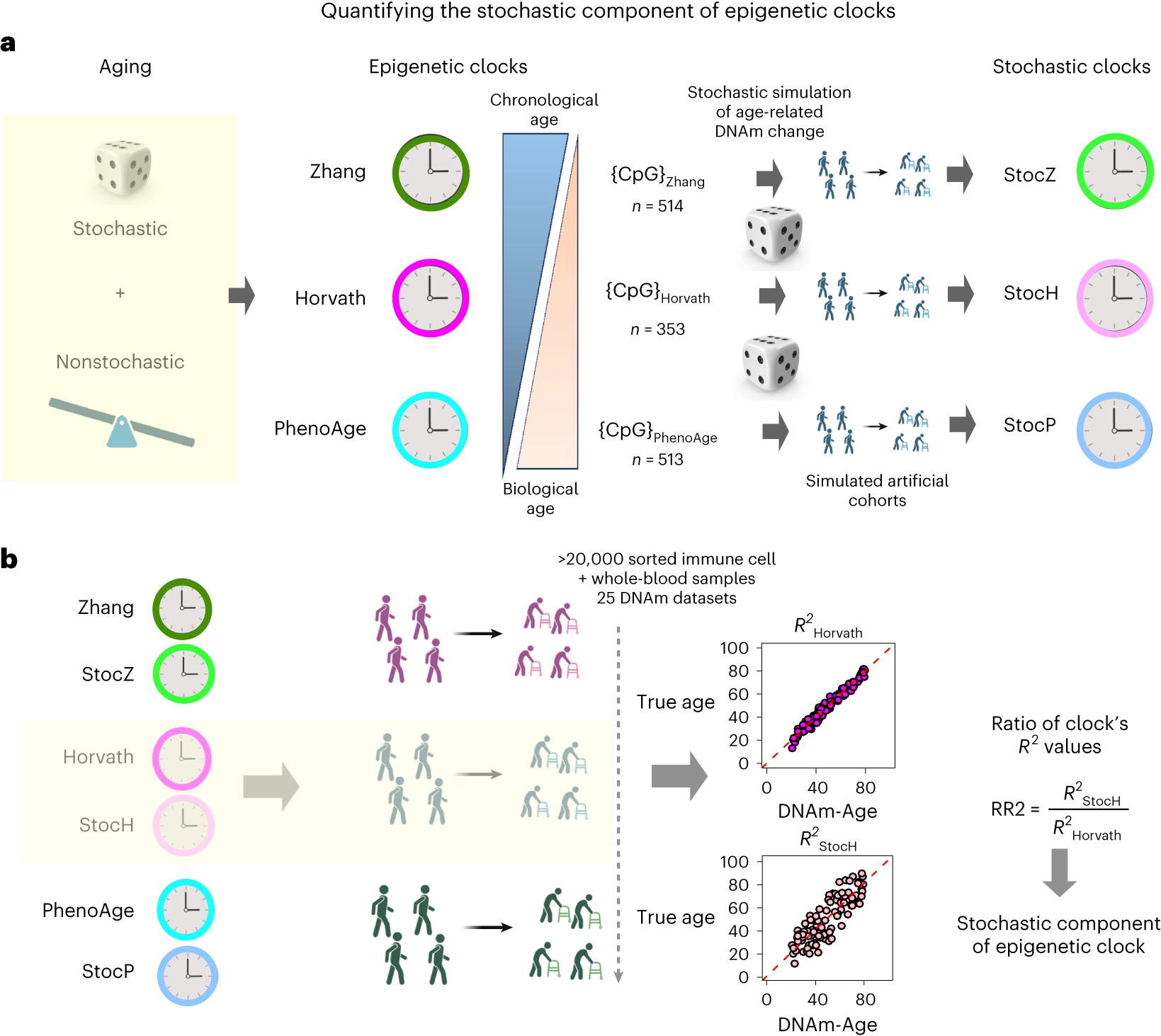Quantifying the stochastic component of epigenetic aging | Nature Aging