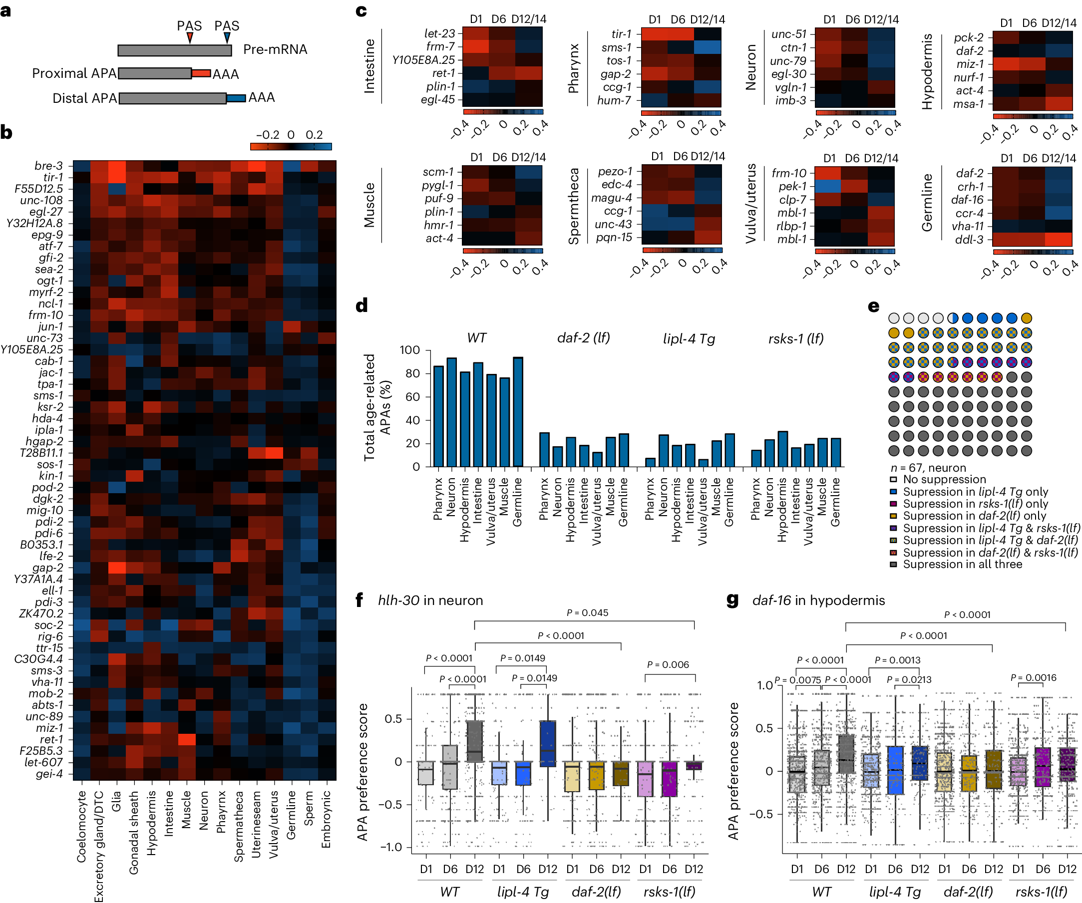 Fig. 7: APA site usage preference across tissues and ages.