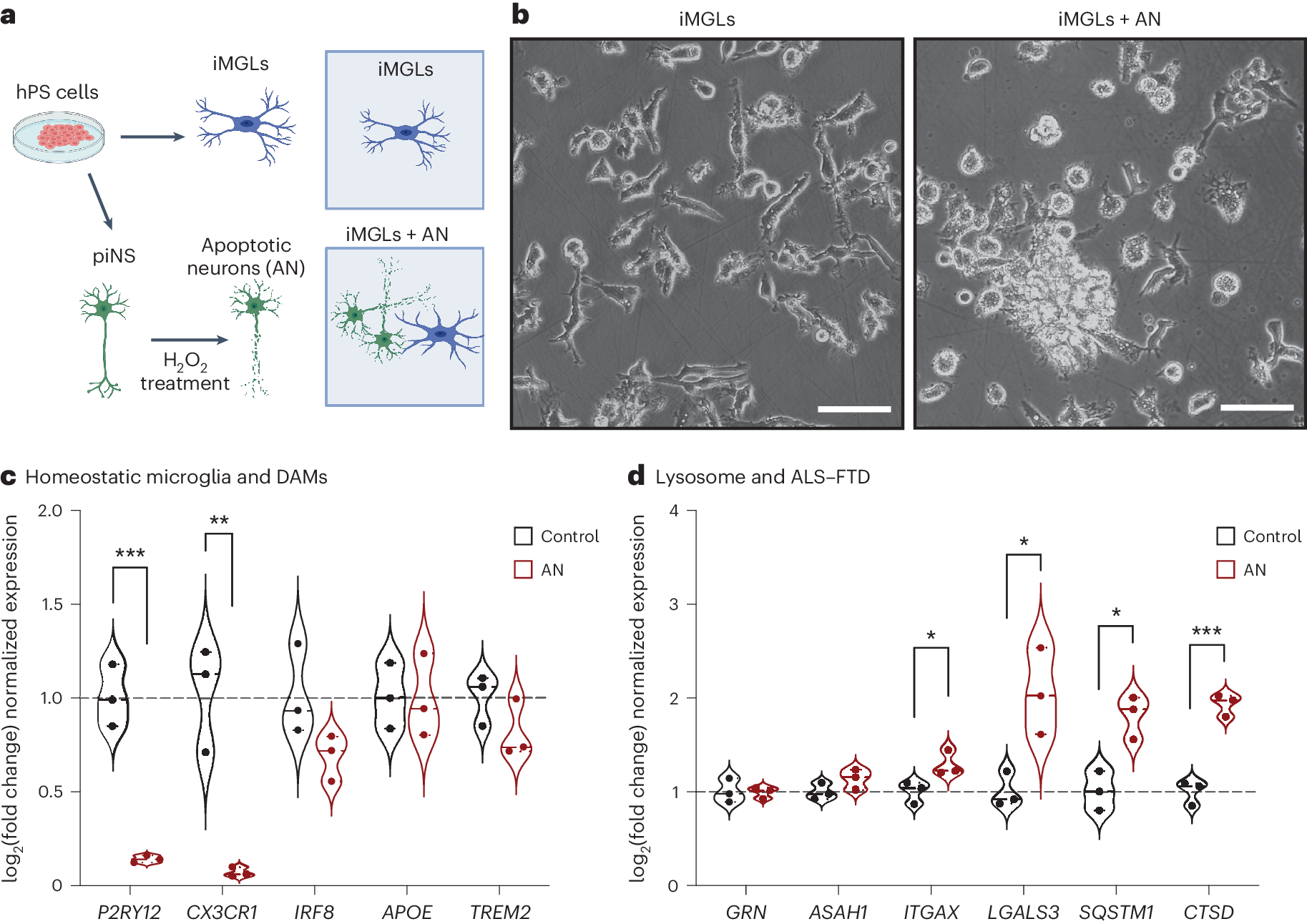 Fig. 7: Apoptotic neurons upregulate lysosomal genes in microglia.