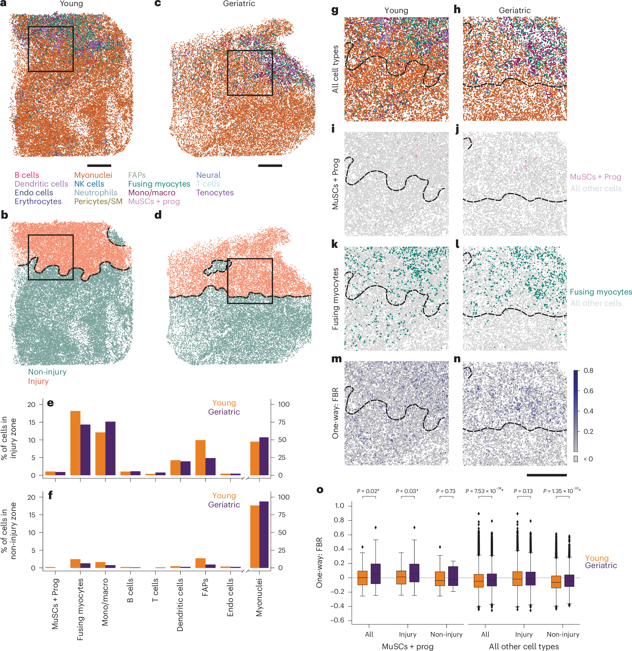 Fig. 7: Aging-associated accumulation of senescent-like MuSCs and progenitors within muscle injury zones in spatial transcriptomic maps.
