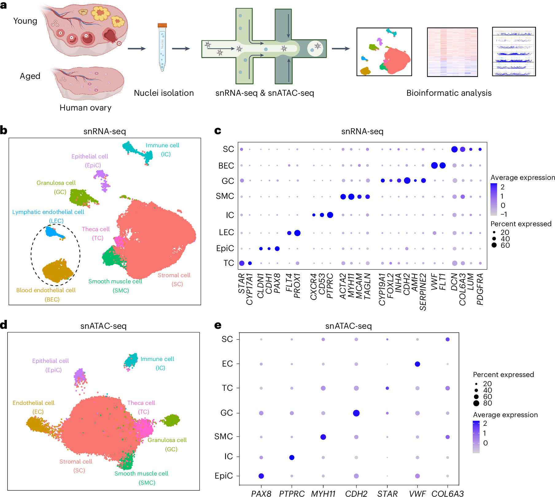 卵巣を研究することで、私たちがどのように年をとるかを理解する(Studying Ovaries to Understand How We All Age)