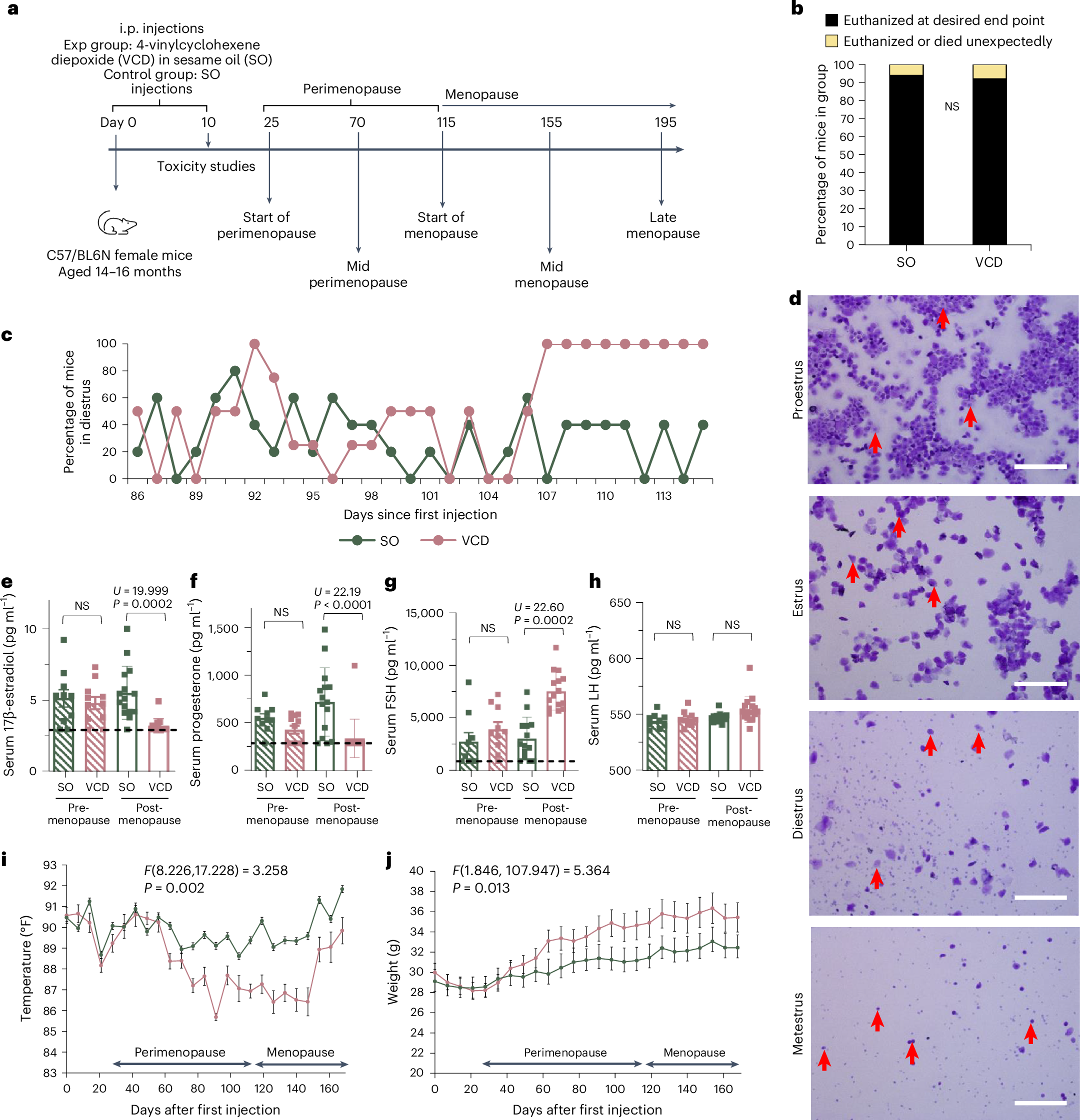Menopause-induced 17β-estradiol and progesterone loss increases senescence  markers, matrix disassembly and degeneration in mouse cartilage | Nature  Aging