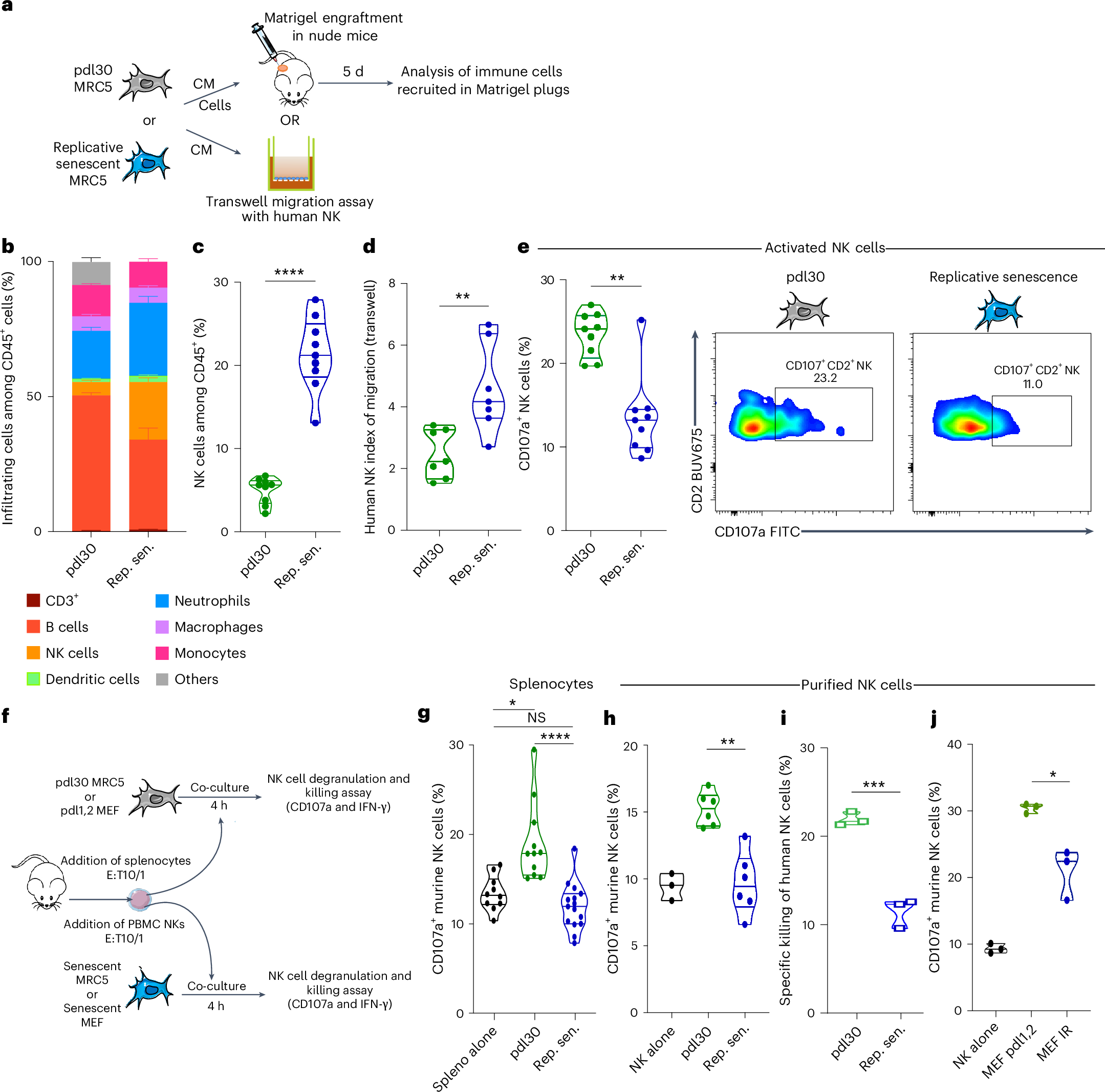 Fig. 1: Human replicative SnCs recruit NK cells in vivo but inhibit their degranulation in an SASP-independent mechanism.