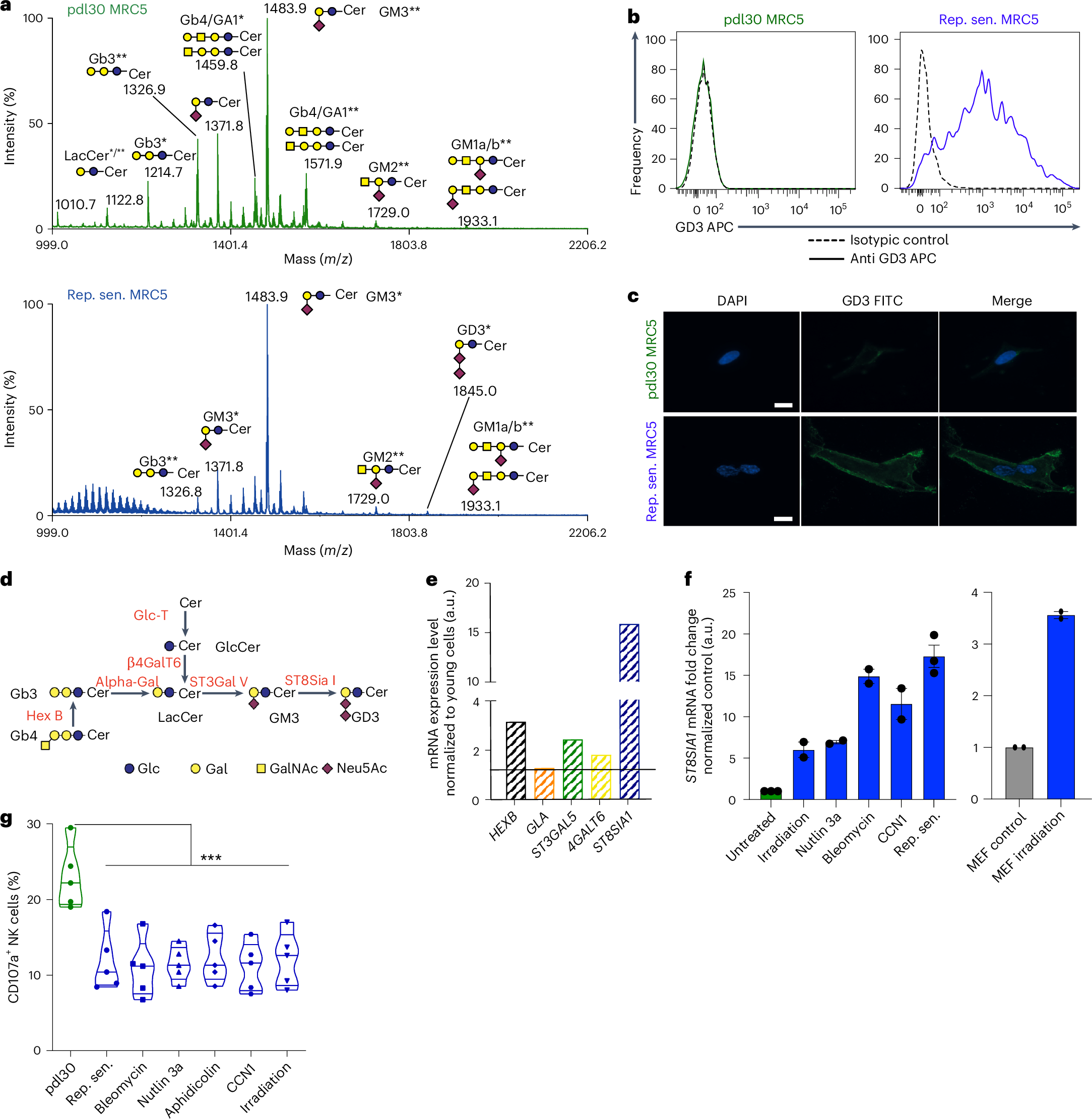 Fig. 2: The ganglioside GD3 is strongly expressed by SnCs and inversely correlates with their immunogenic properties toward NK cells.