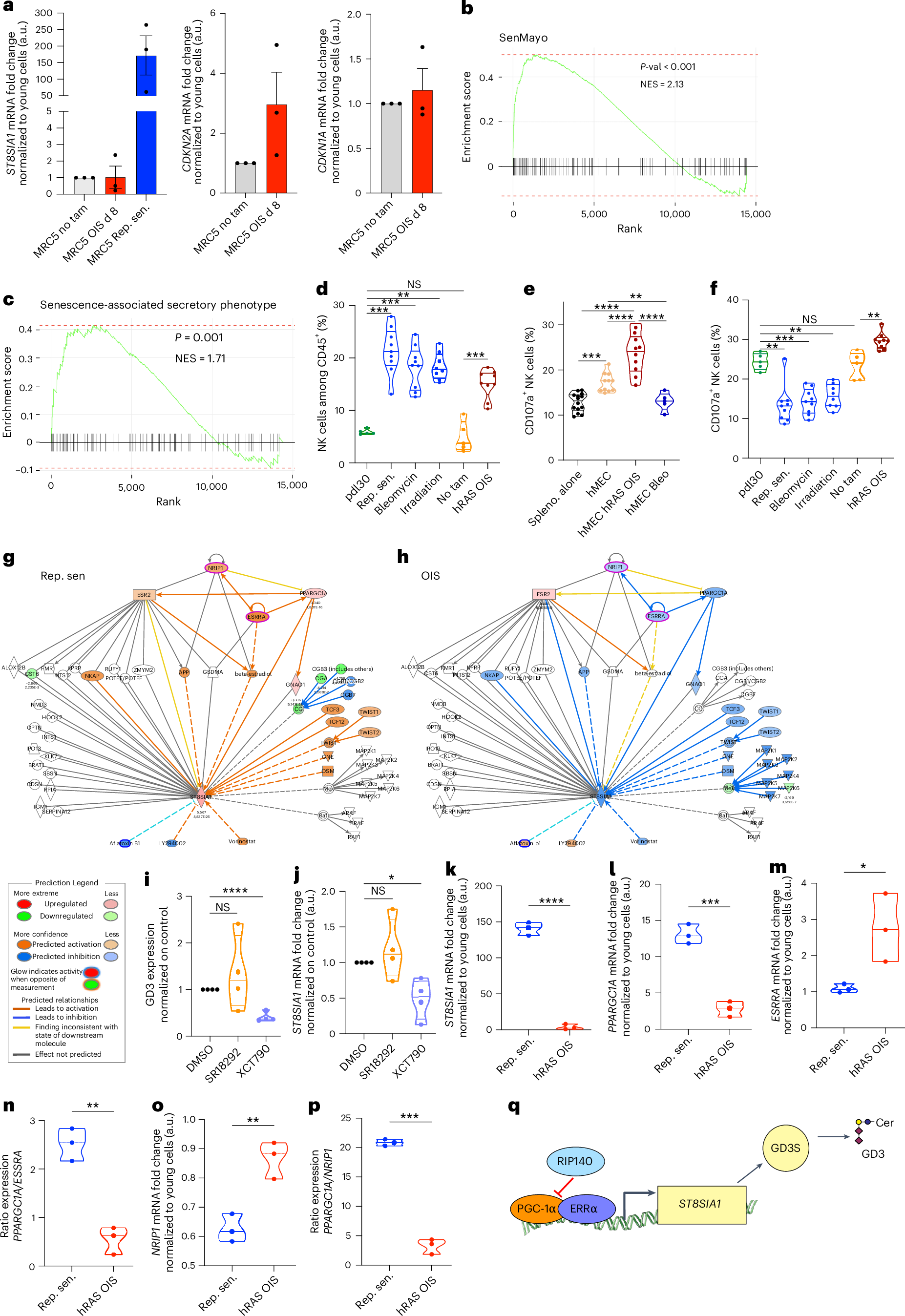 Fig. 3: ERRα/PGC-1α-dependent GD3 expression is absent in OIS allowing their activation of NK cells.