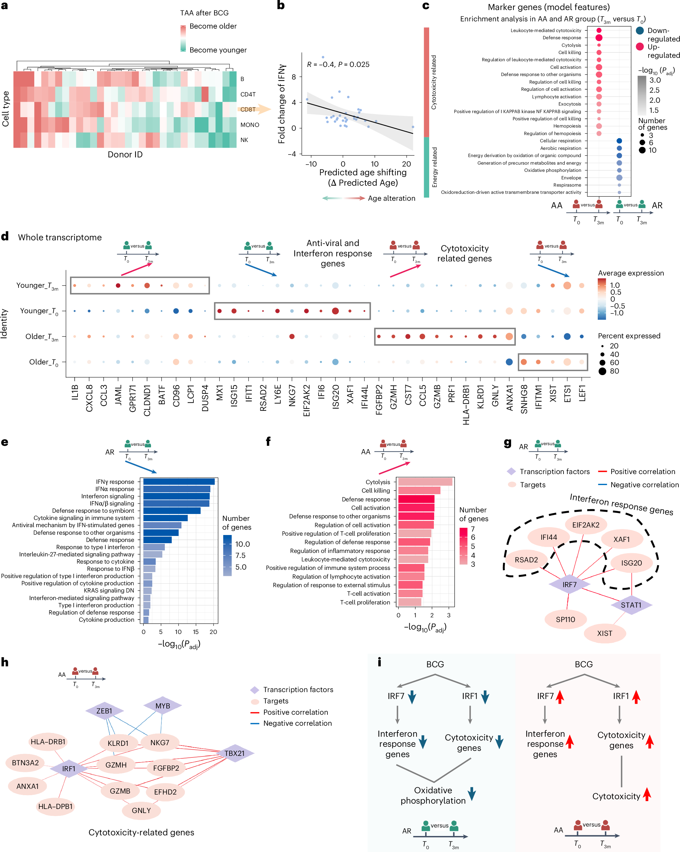 Fig. 5: CD8+ T cells exhibit diverse age alterations among individuals in response to BCG vaccination.