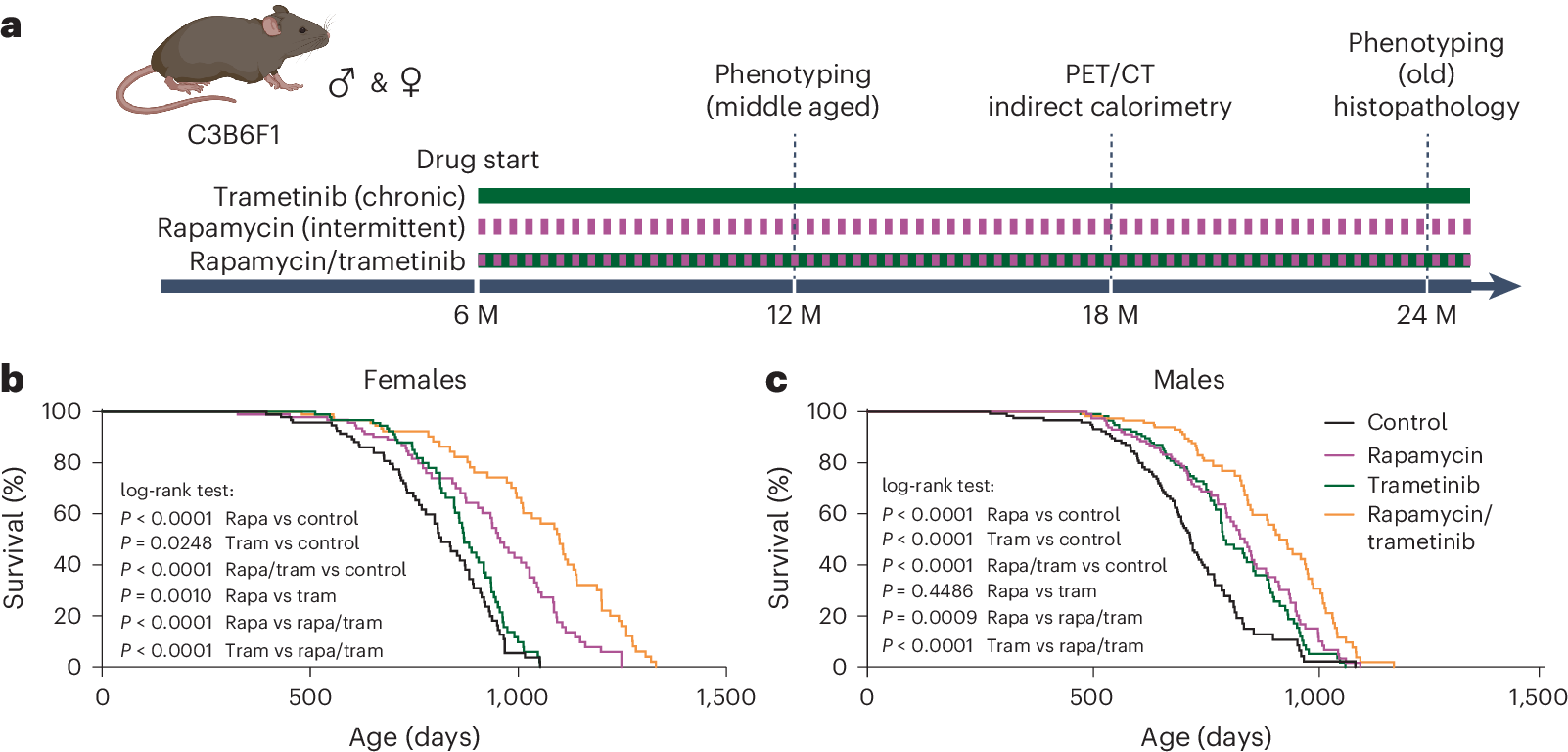Fig. 2: Trametinib alone extends lifespan and acts additively with rapamycin to do so.