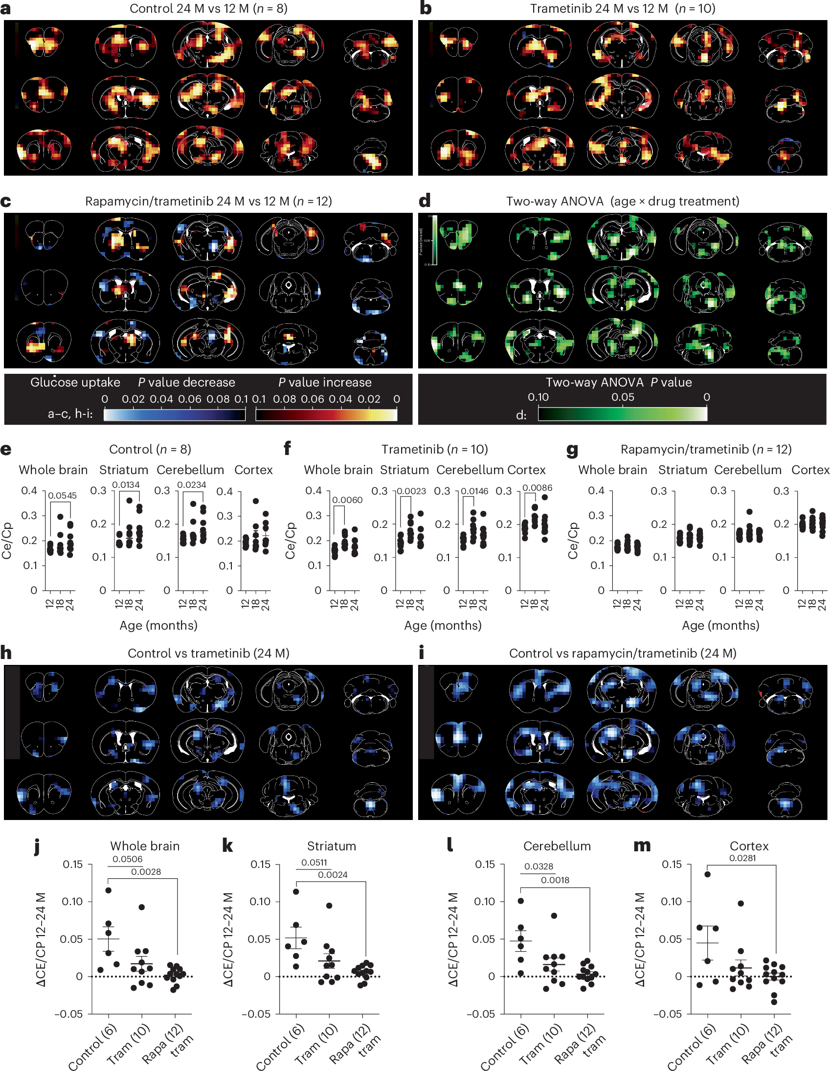 Fig. 4: Combined treatment with trametinib and rapamycin counteracts the age-related increase in brain glucose uptake.