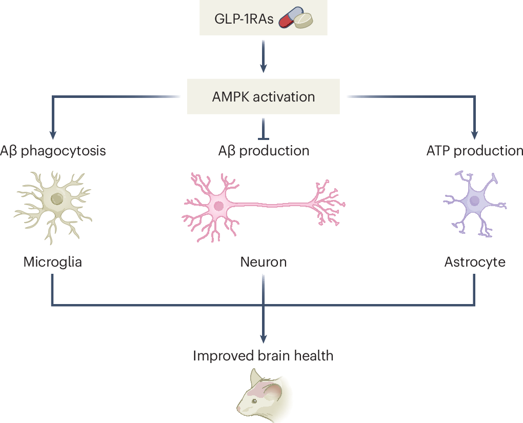 qualify for glp 1 GLP-1 Medications Infographic