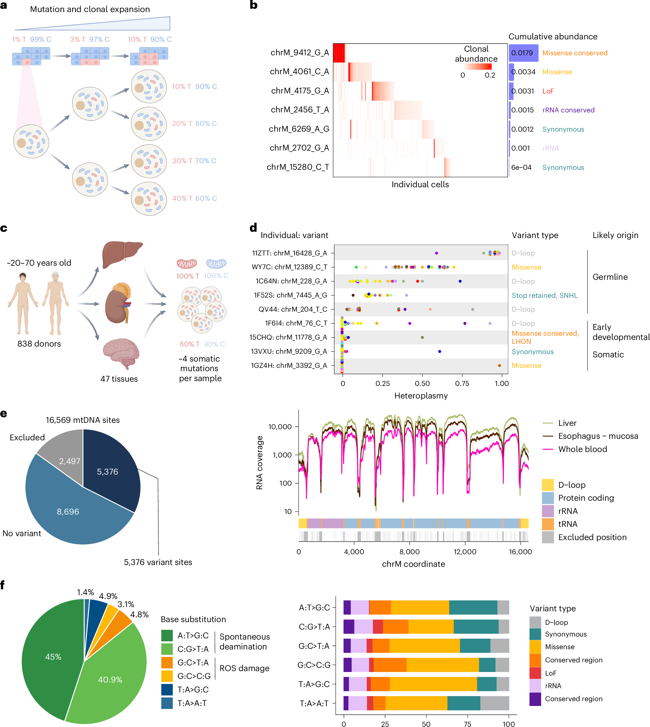 Fig. 1: Clonal dynamics of mitochondrial mutations.