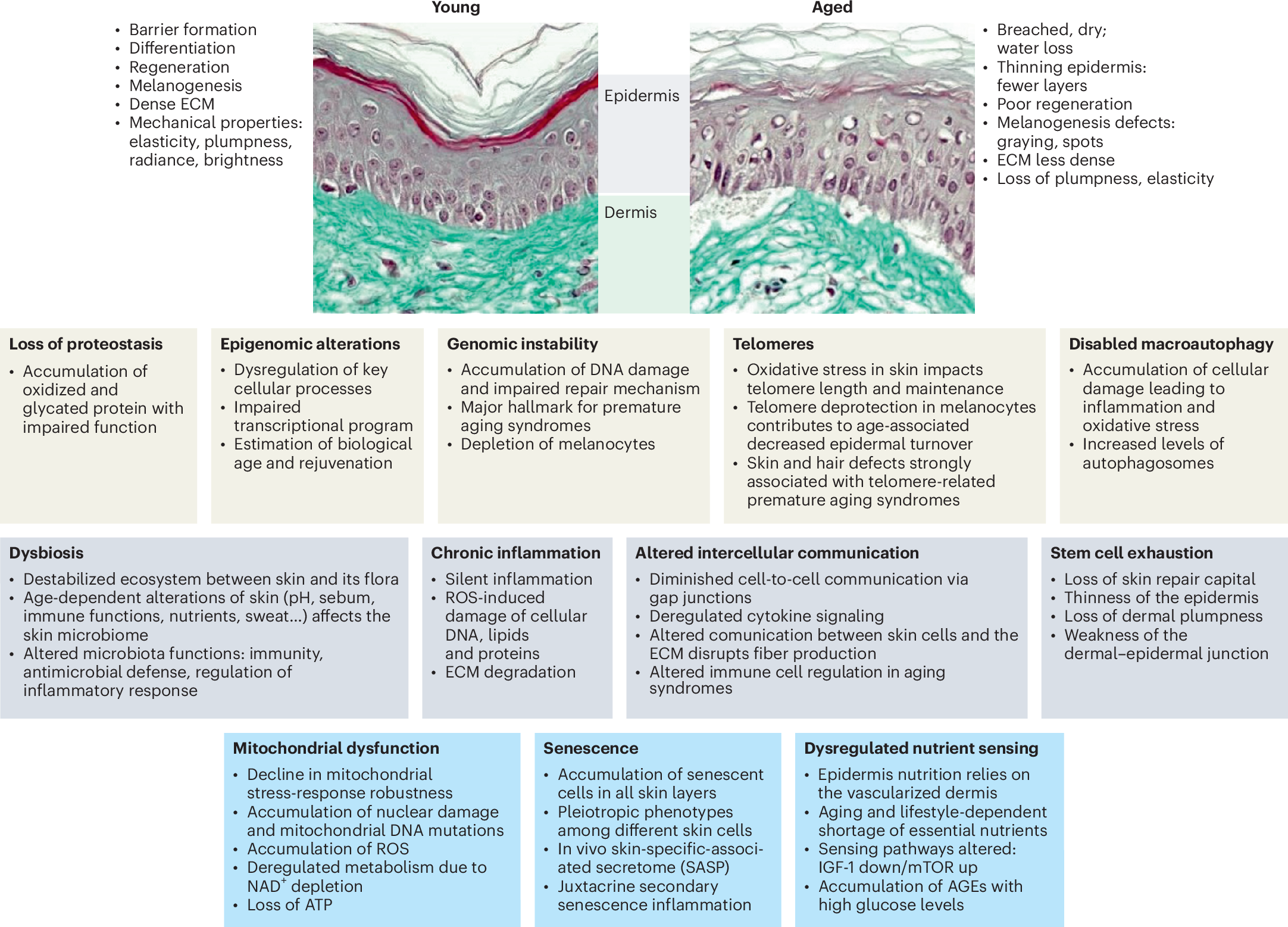 glutathione production reduces as we age Skin health and biological aging