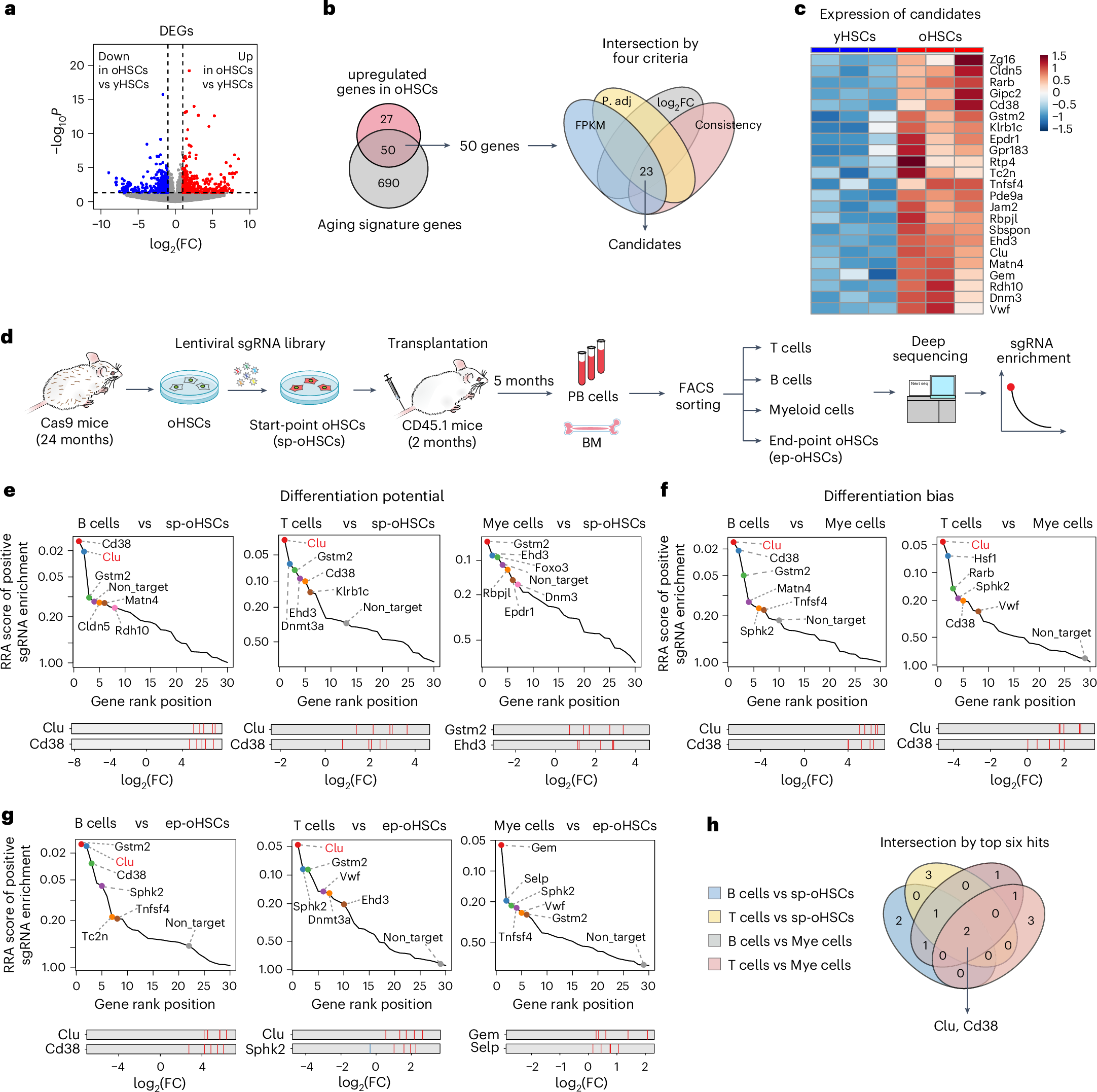 Fig. 1: CRISPR screen identified Clu and Cd38 as regulators of myeloid-biased hematopoiesis.
