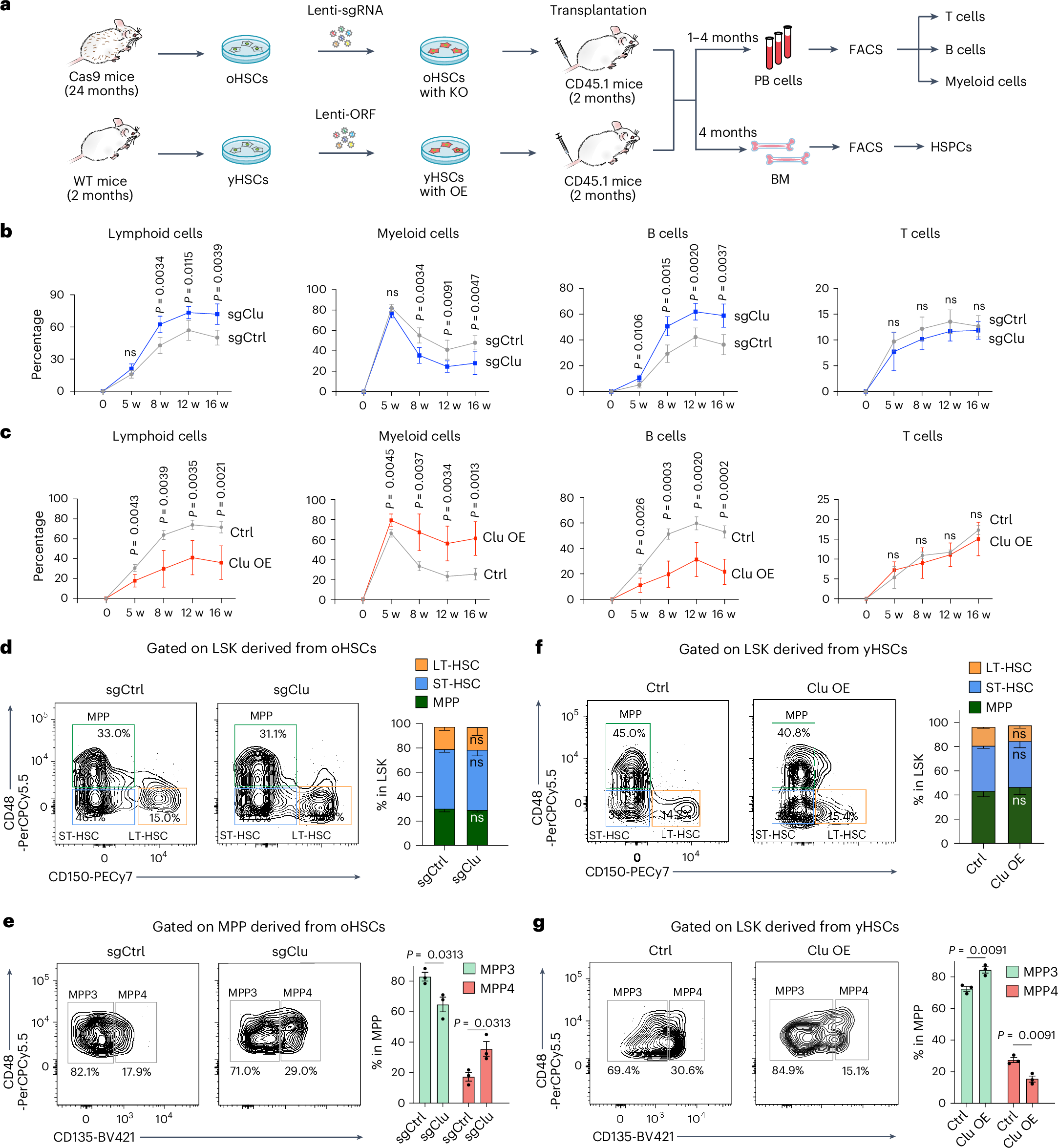 Fig. 2: Manipulation of Clu levels in HSCs affects their differentiation.