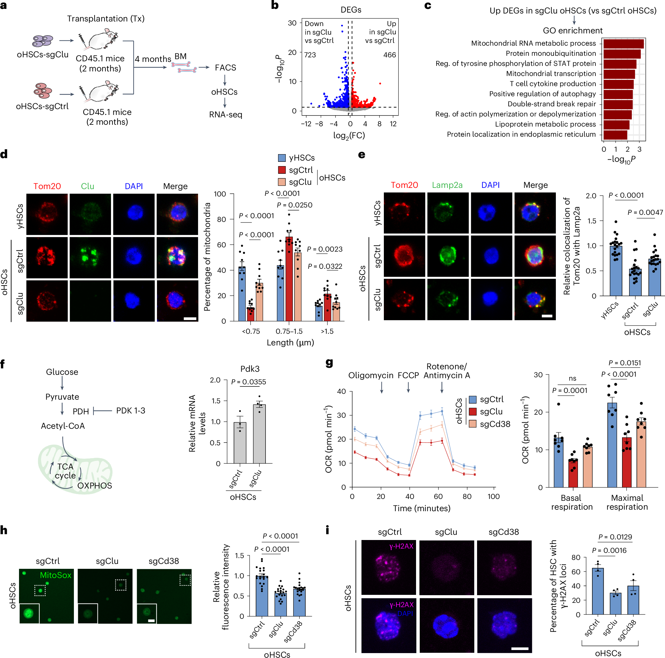 Fig. 3: Clu regulates mitochondria function in aged HSCs.