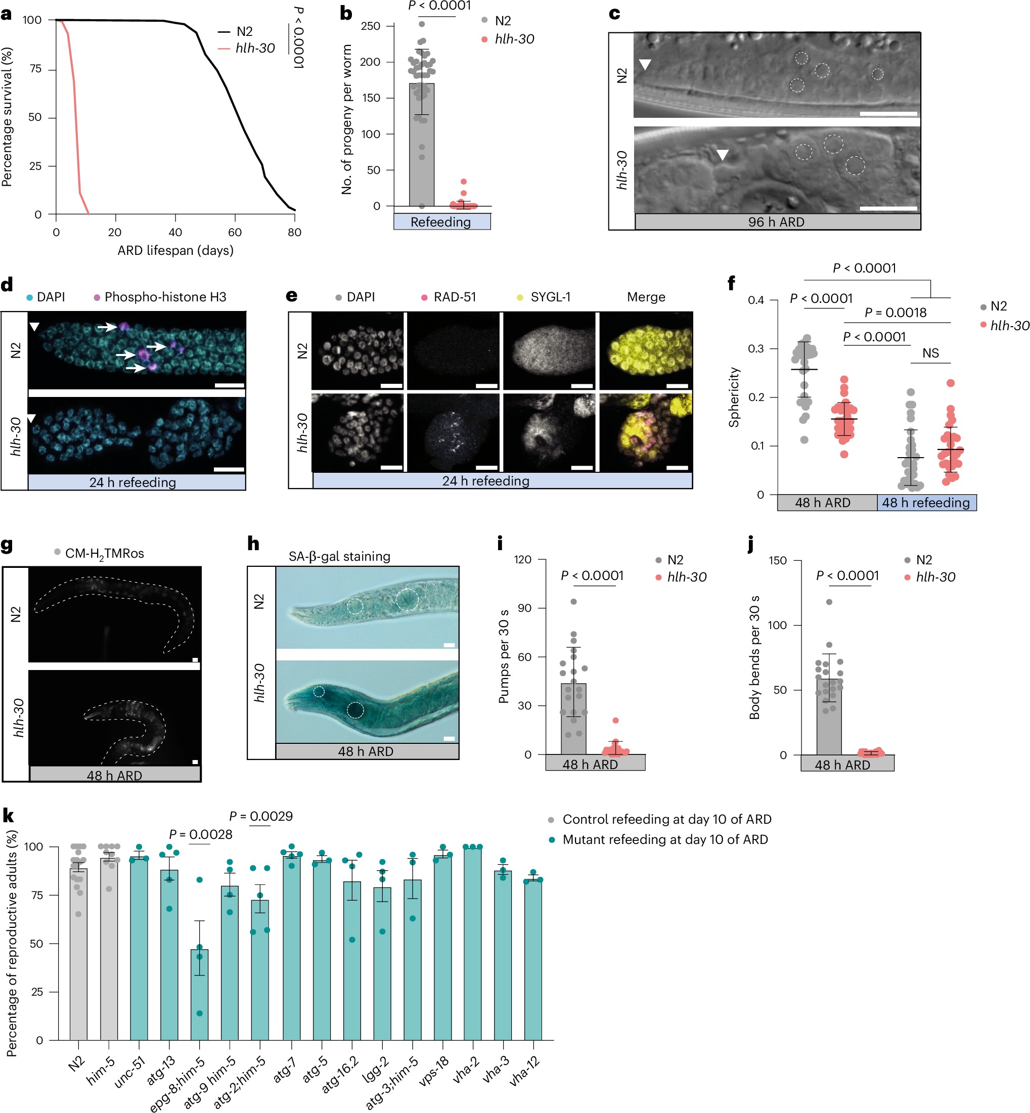 老化に関する新発見:線虫が示す老化の仕組み(Senescence Uncovered: Worms Show the Way)