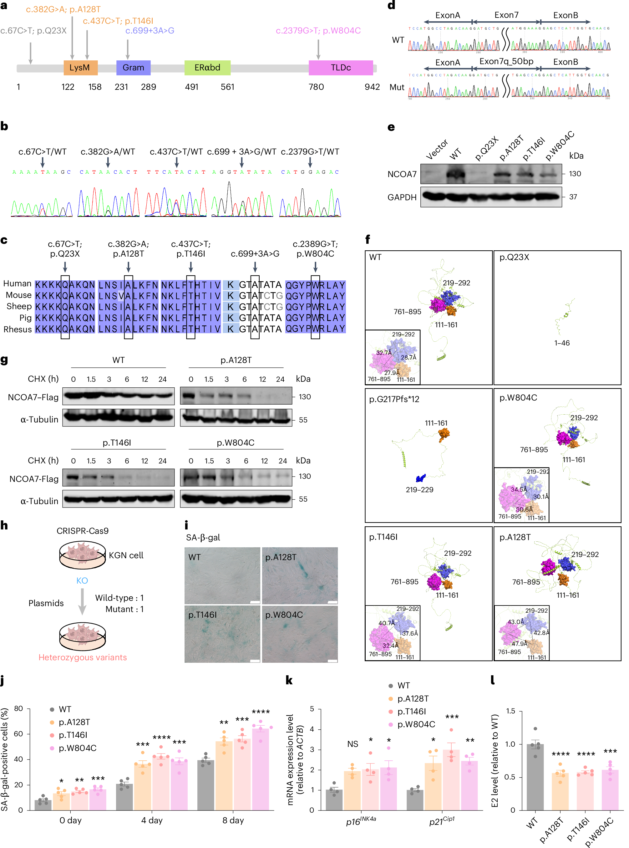 Fig. 1: NCOA7 variants identified in individuals with POI are associated with increased cellular senescence.