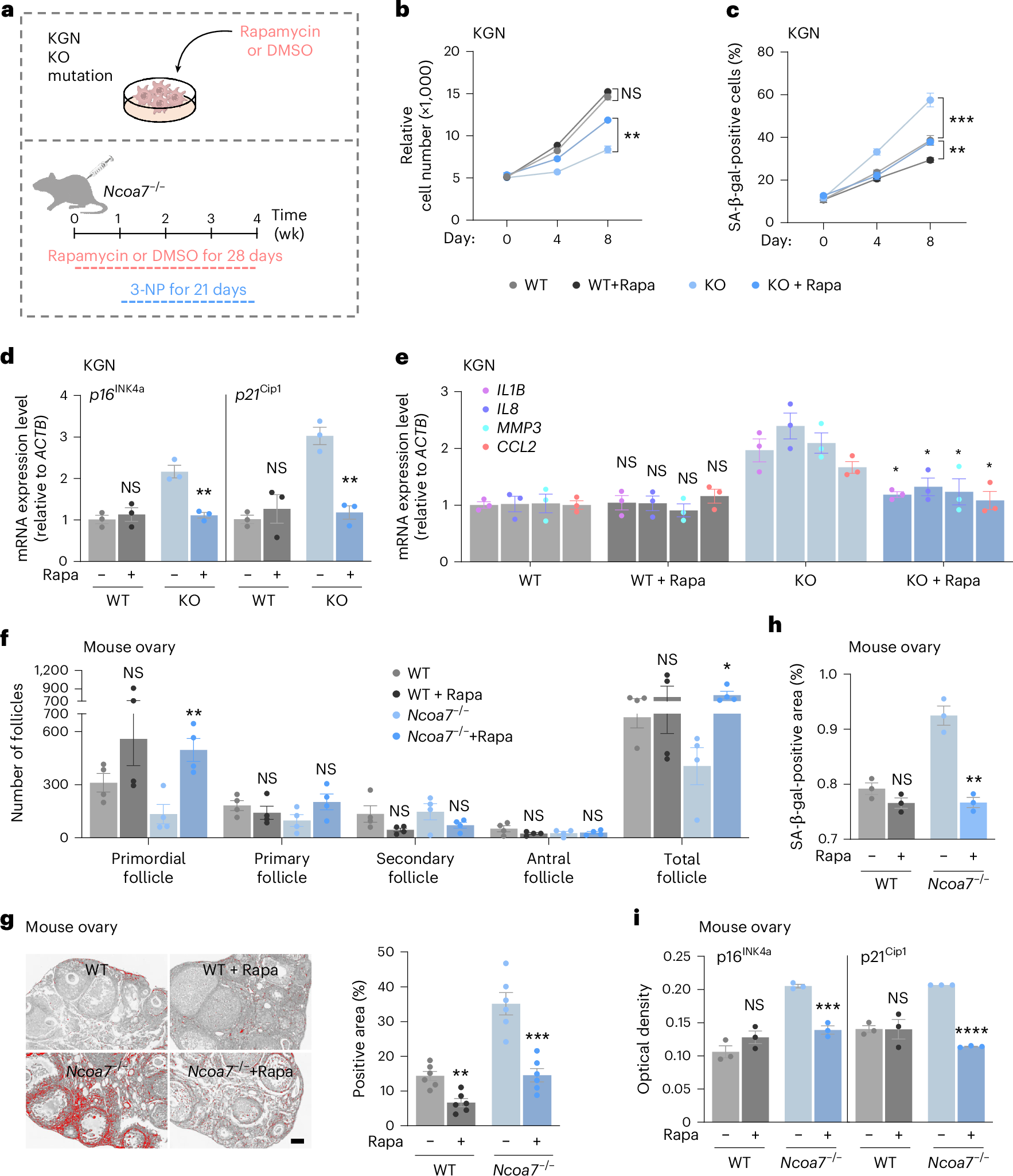 Fig. 6: Increasing autophagy alleviates NCOA7 deficiency-related GC senescence and ovarian aging.